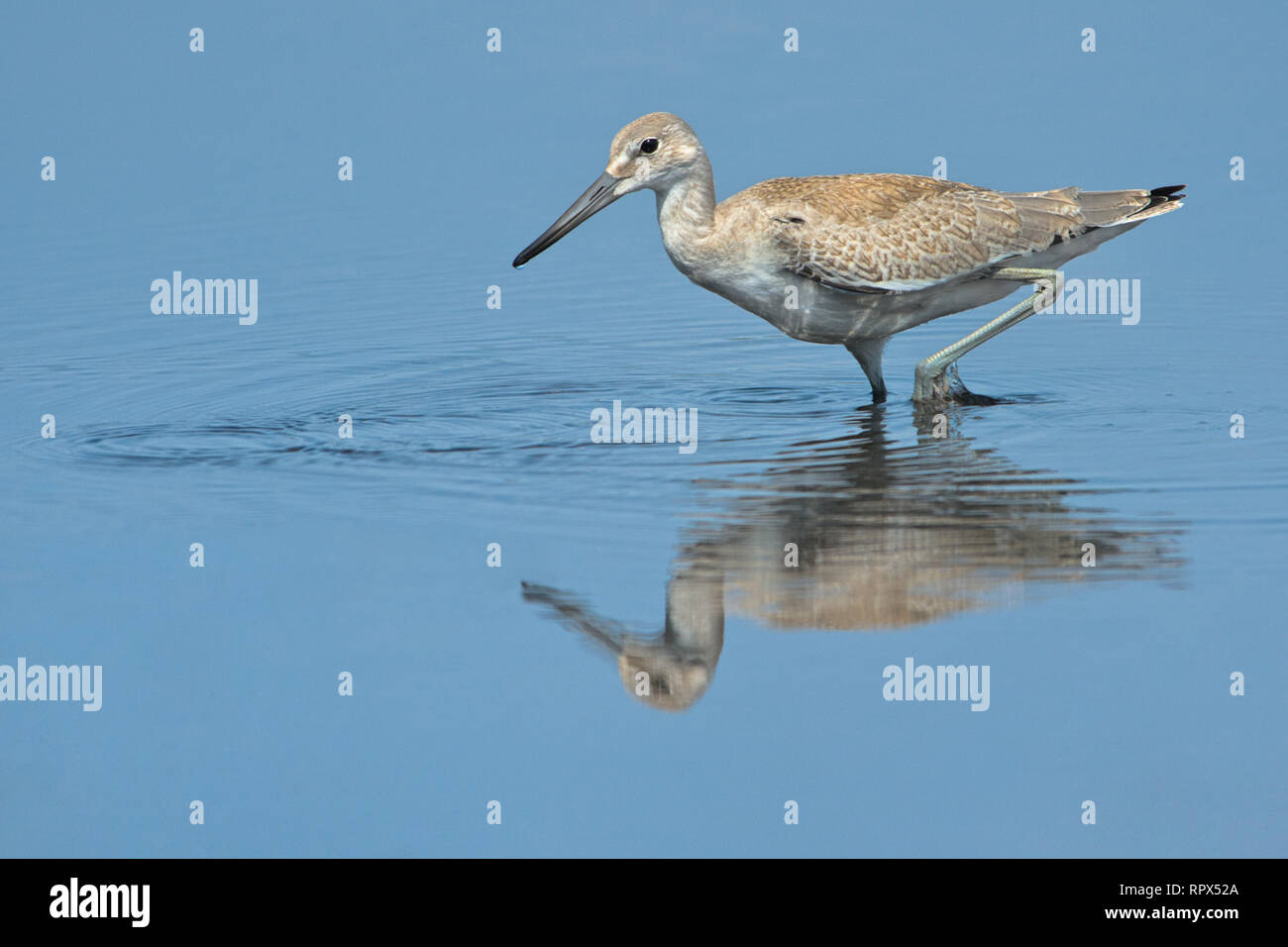 zoology / animals, avian / bird (aves), Willet (Catoptrophorus semipalmatus) western phase wading thro, Additional-Rights-Clearance-Info-Not-Available Stock Photo