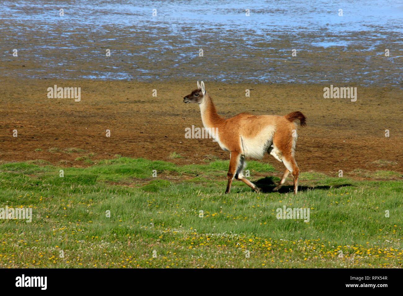 zoology / animals, mammal / mammalian (mammalia), Solitary Guanaco in the pampas of Tierra del Fuego, Additional-Rights-Clearance-Info-Not-Available Stock Photo