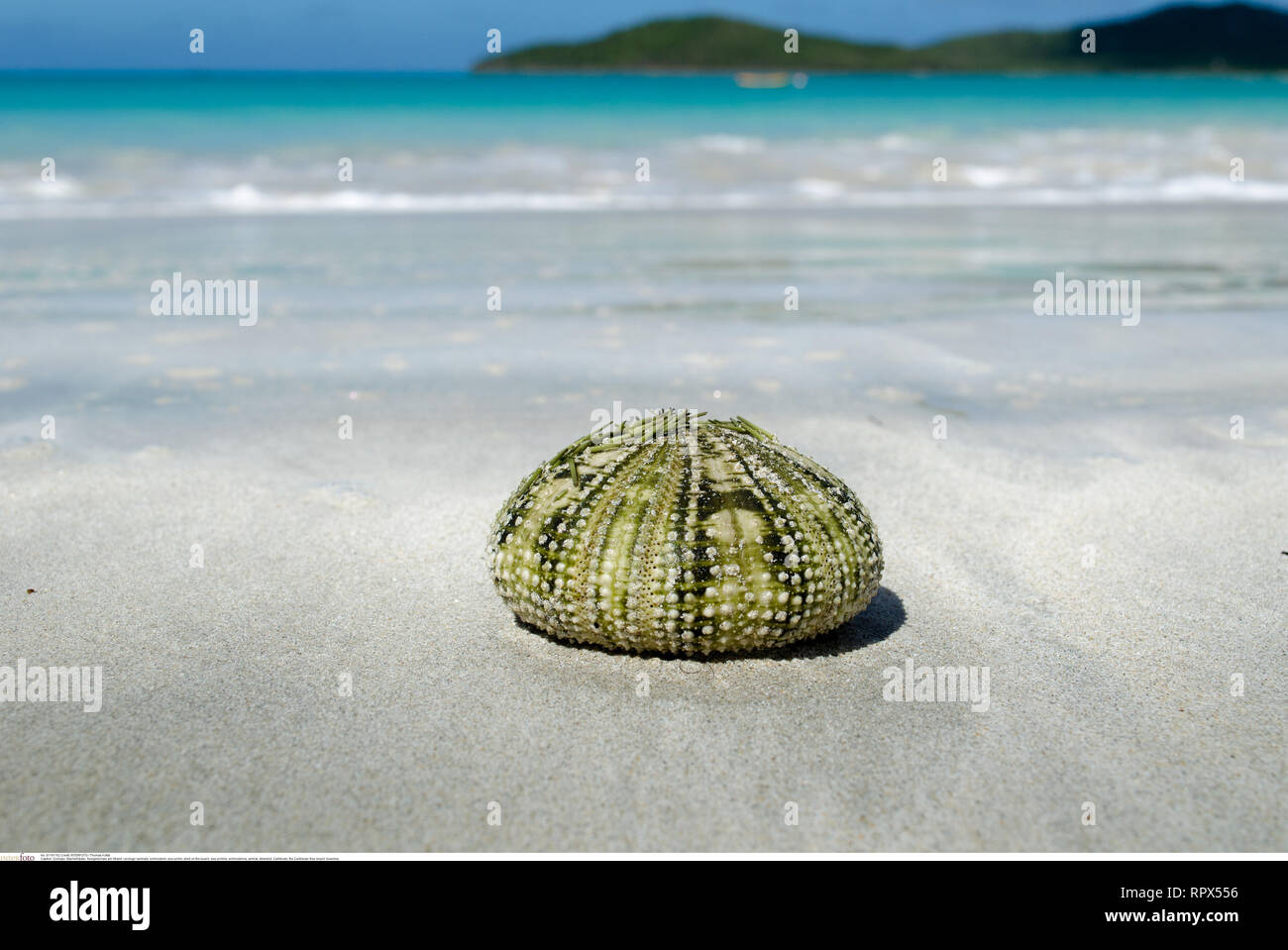 zoology / animals, echinoderm, sea urchin, s, Caution! For Greetingcard-Use / Postcard-Use In German Speaking Countries Certain Restrictions May Apply Stock Photo