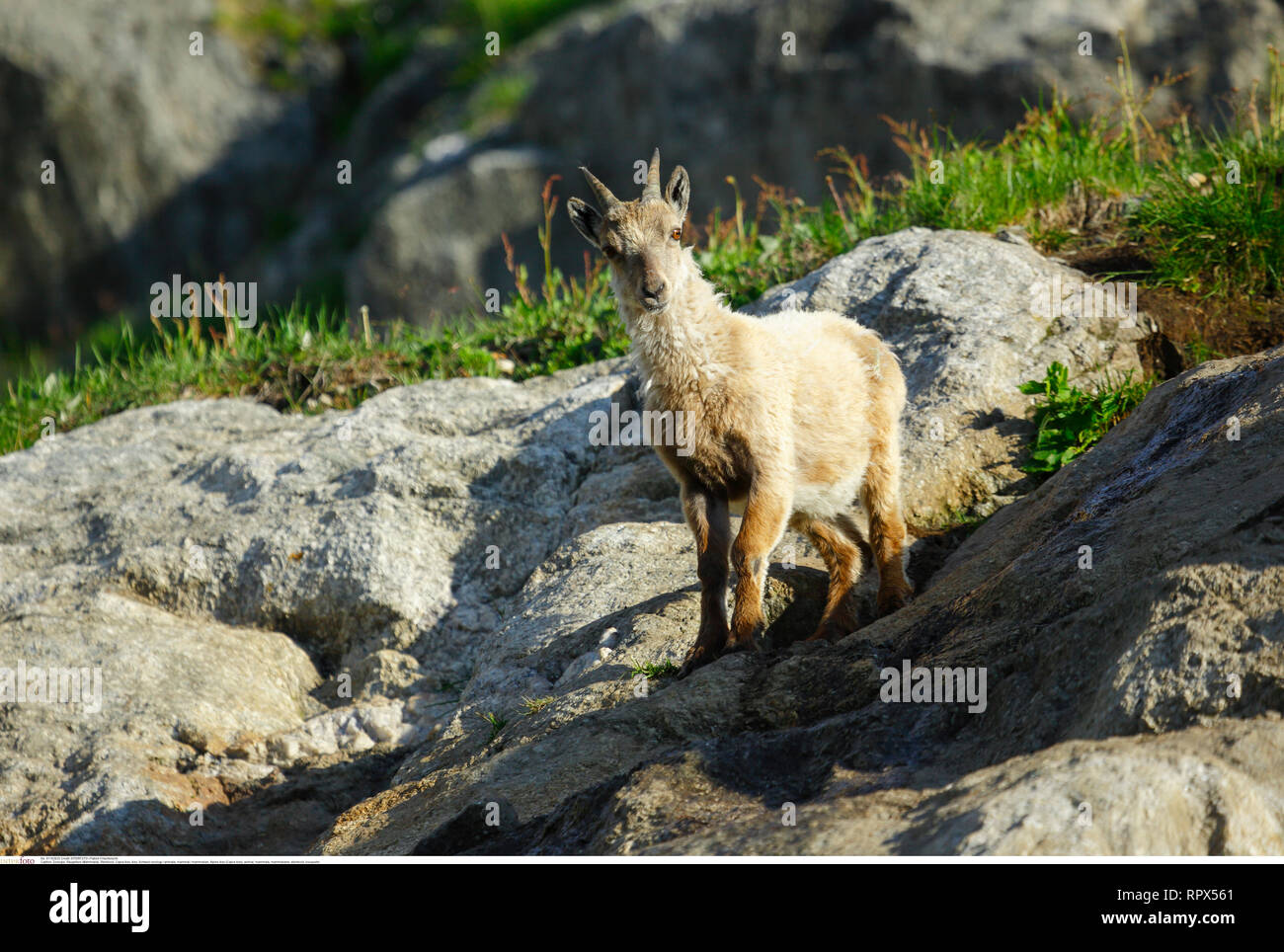 zoology / animals, mammal / mammalian, Alpine ibex (Capra ibex), Additional-Rights-Clearance-Info-Not-Available Stock Photo