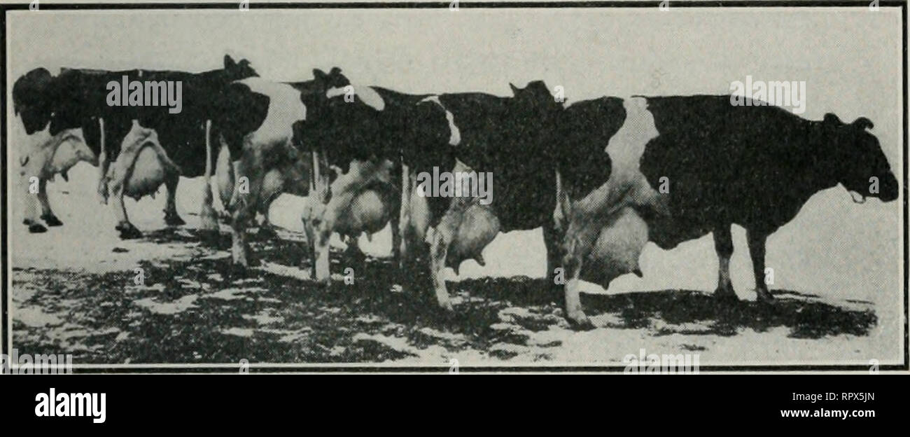 . Agriculture in Canada; modern principles of agriculture applicable to Canadian farming to yield greater profit. Agriculture; Agriculture; cbk. CARfi AND l'*l-:i;ni X&lt;&quot;. K I,IVK STOCK. and chaff. Different animals require varying quan- tities of grain according to circumstances. In the case of milch cows, for example, those that give forty pounds of milk per day require more grain than those giving half that amount. This has much to do with the results. Cattle should be fed early in the morning during the winter season, say between five and six o'clock. The cows should be milked, stab Stock Photo