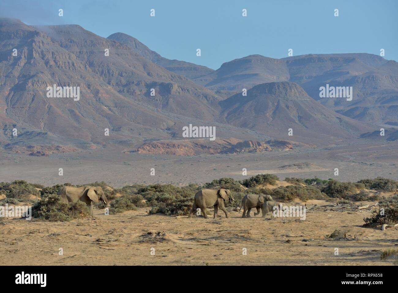 zoology, mammal (mammalia), African savanna elephants or African elephant (Loxodonta africana), dry ri, Additional-Rights-Clearance-Info-Not-Available Stock Photo