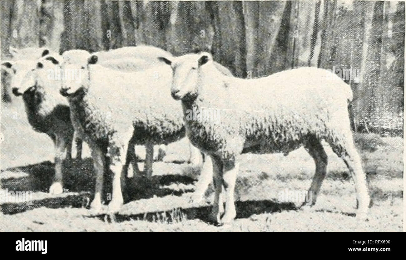 The Agricultural Gazette Of New South Wales Agriculture Agriculture Australia New South Wales Border Leicester X Merino Lambs The Soil While At The Same Time They Utilise Weeds And Other Matter