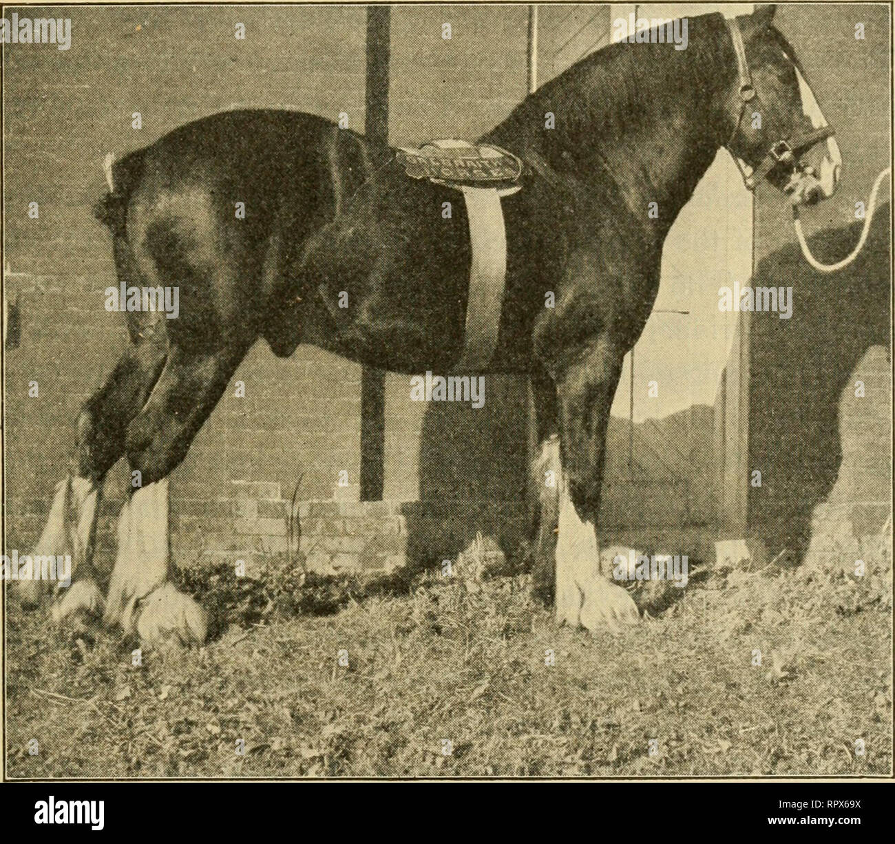 Agriculture For Common Schools Agriculture The Horse 215 Of Flanders The Speed Type Has Been Developed Largely From Die Arabian Horse Draft Types 1 The Percherou This Breed Gets Its Name From The