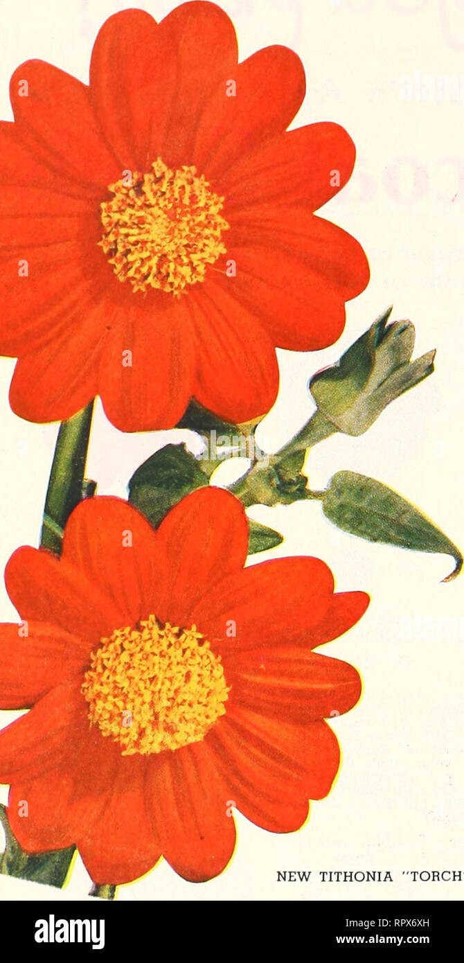 . All America rose selections winner : mission bells. Nurseries (Horticulture) Catalogs; Flowers Seeds Catalogs; Roses Catalogs; Plants, Ornamental Catalogs. Vi4e I^Uf, ^Ofi Winner! TITHONIA %^. Please note that these images are extracted from scanned page images that may have been digitally enhanced for readability - coloration and appearance of these illustrations may not perfectly resemble the original work.. Germain Seed and Plant Company; Henry G. Gilbert Nursery and Seed Trade Catalog Collection. Los Angeles, Calif. : Germain Stock Photo
