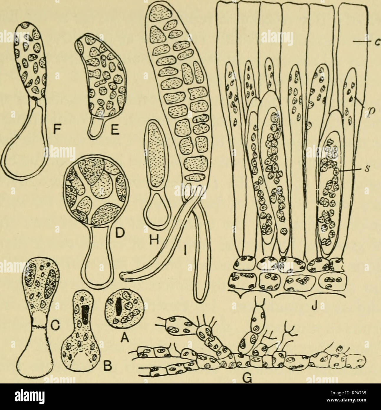 . The algae. Algae. Fig. 99 Laminaria. A-F, stages in development of female game- tophyte from a spore (A-D x 1333, E-F x 600). G, male game- tophyte ( X 533). Hj I, first two stages in development of young sporophyte. J, sporangia (5), paraphyses {p) and mucilage caps (c). (A-Ij after Kylinj J, after Oltmanns.) would seem to fulfil this requirement. In some species many of the other cells also contain pits with a thin membrane across the open- ing and these presumably facihtate the diffusion of food materials. Most of the genera possess systems of anastomosing mucilage ducts. In L. cloustoni  Stock Photo