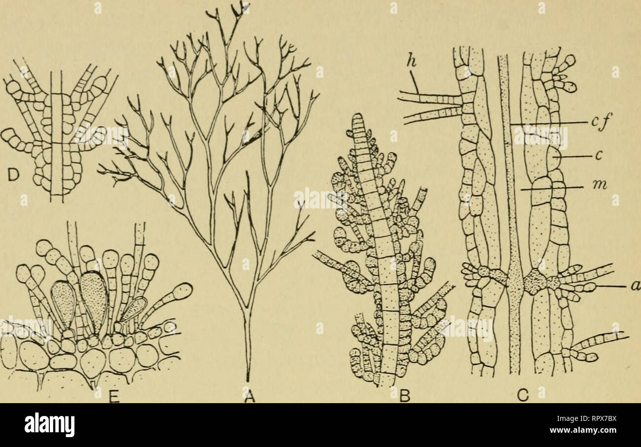 . The algae. Algae. Fig. 87 Spermatochnus paradoxus. A, plant ( x 0-44). B, apex of young plant showing origin of cortication. C, portion of old thallus showing structure, a = assimilator, c= cortical cells, c/ = central filament, h =hair, m = mucilage. D, portion of thallus showing cor- tication and pairs. E, paraphyses and tmilocular sporangia ( x 200). (A, E, after Newton; B-D, after Oltmanns.) life q^cle has not yet been worked out, but if it is at all comparable with the other closely related genera then the zooids should give rise to a microscopic gametophyte generation. NOTHEIACEAE: Not Stock Photo