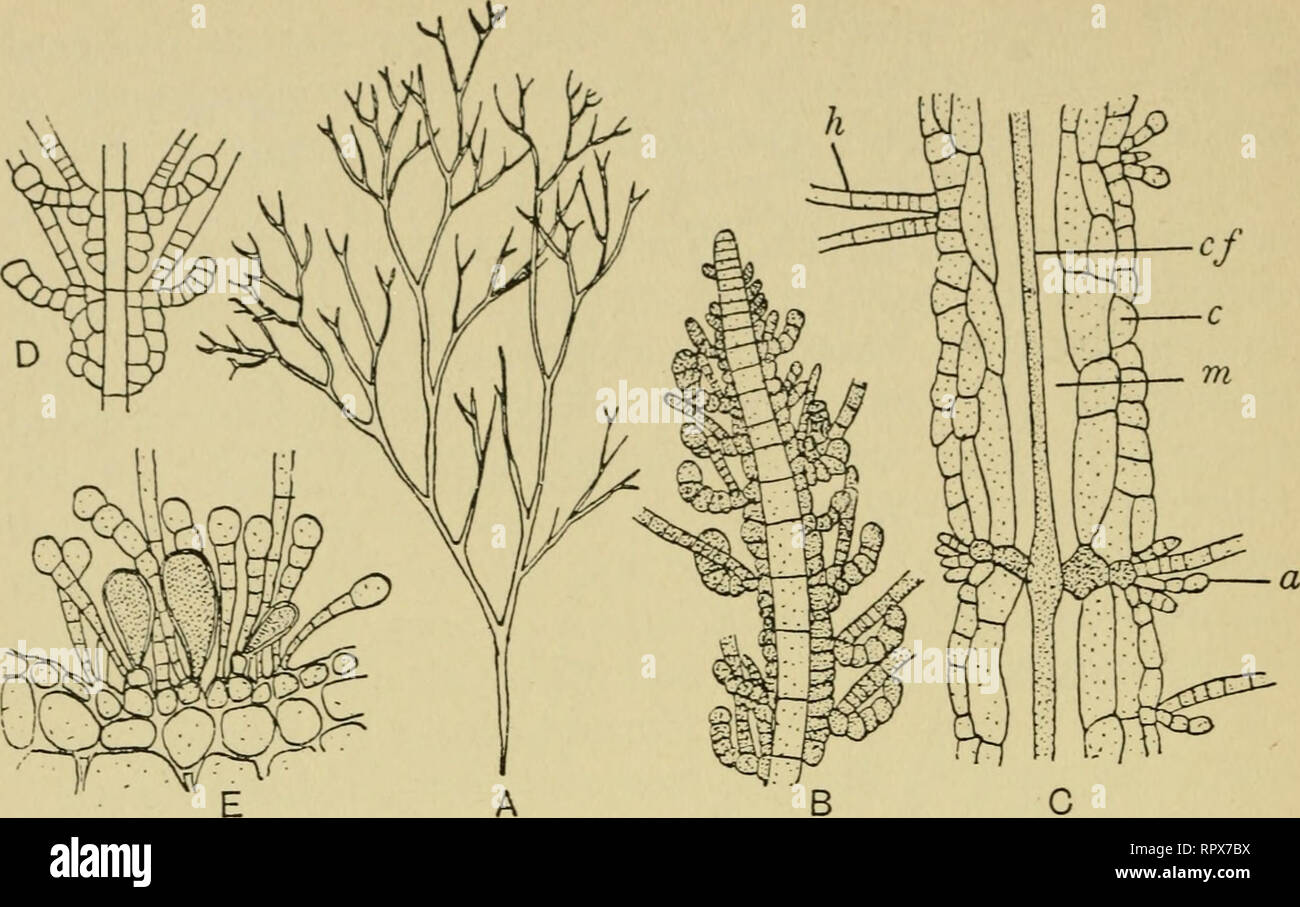 The Algae Algae Fig 87 Spermatochnus Paradoxus A Plant X 0 44 B Apex Of Young Plant Showing Origin Of Cortication C Portion Of Old Thallus Showing Structure A Assimilator