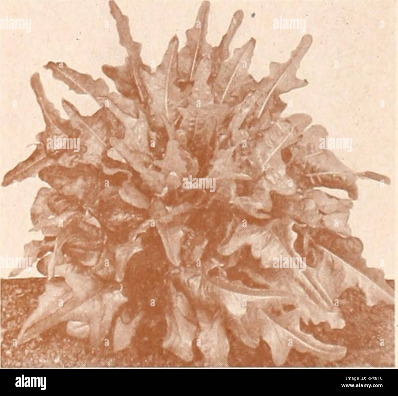 All America Rose Selections Winner Mission Bells Nurseries