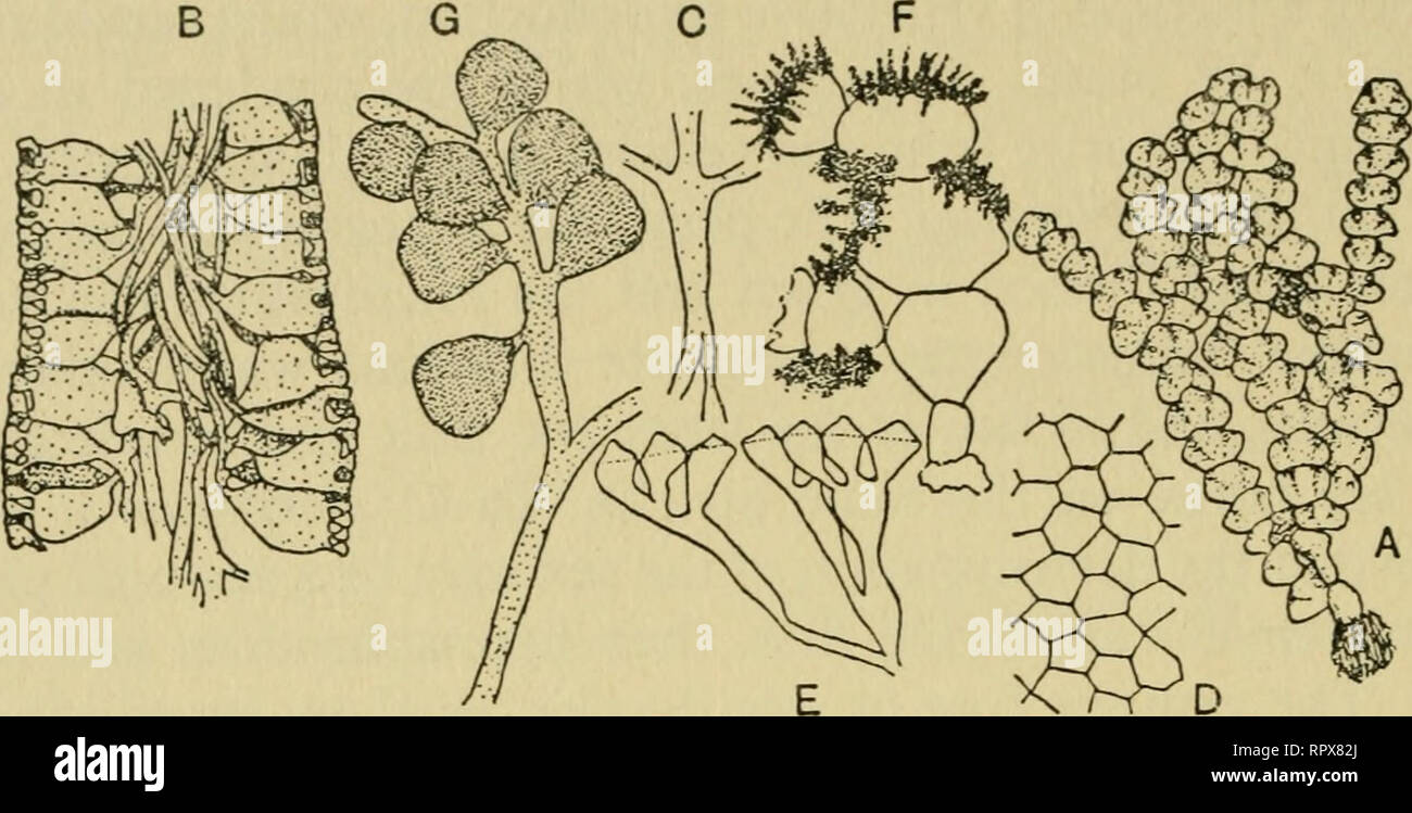 . The algae. Algae. 102 THE ALGAE swarmers whose fate is not known although they are probably gametes.. Fig. 57 Halimeda. A, plant of H. simulans ( x 33). B, H. discoidea, longitudinal section showing structure ( x 20). C. central filament: two fuse and subsequently divide into three ( x 20). D, cuticle of H. opuntia ( x 132-5). E, H. scabra, termination of filaments ( x 100). F, fruiting plant. G, sporangia. (A, D, E, after Taylor^ B, C, after Howe; F, G, after Oltmanns.) * Caulerpaceae: Caulerpa {caul, stem; erpa, creep). Fig. 58 Most of the species frequent the quiet shallow waters of the t Stock Photo