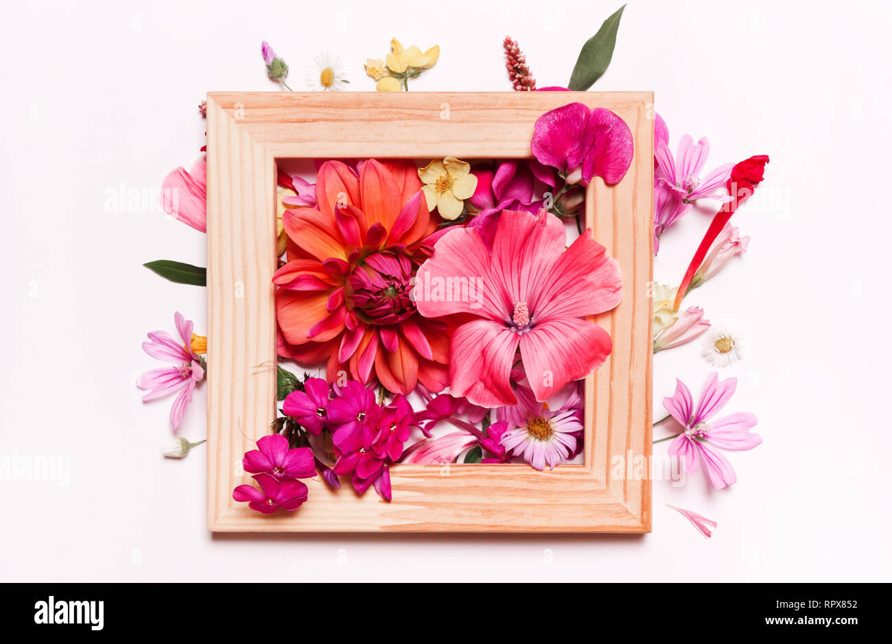 Coral pink flowers in frame. Pastel floral background. Top view, flat Stock Photo