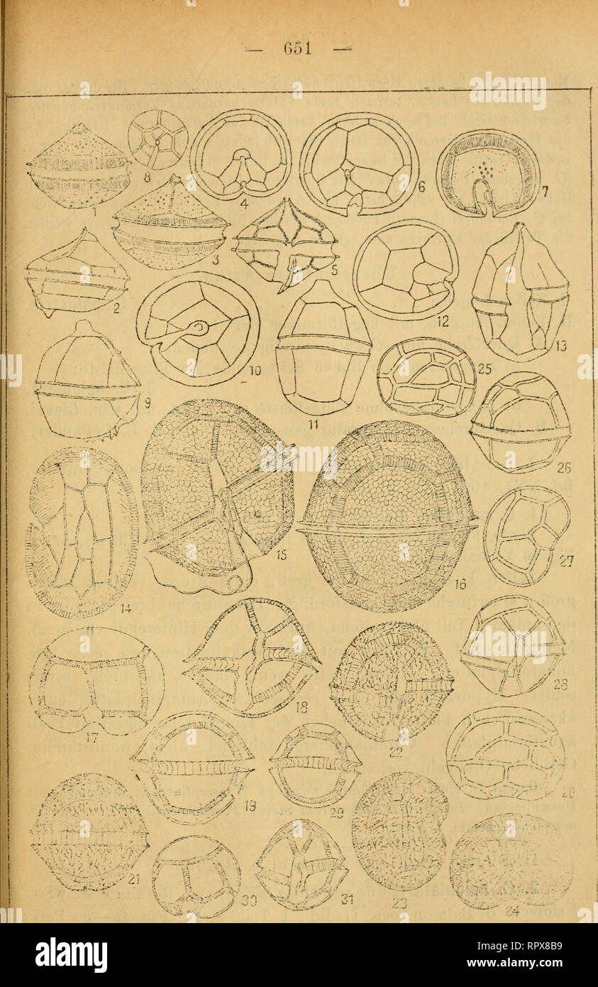 . Algen I. (Schizophyceen, Flagellaten, Peridineen). Algae -- Germany. Fig. 1—7. Pendium latum. 8. Qonyaulax apiculata var. Clevei. 9—13. G. apiculata. 14—16. Peridinium einetum. 17—20. do. var. Lemmermannii. 21—24. P. Westii. 25—28. do. var. areö- latum. 29—31. P. Volzii var. auttrale.. Please note that these images are extracted from scanned page images that may have been digitally enhanced for readability - coloration and appearance of these illustrations may not perfectly resemble the original work.. Lemmermann, E. Leipzig, Gebrüder Borntraeger Stock Photo