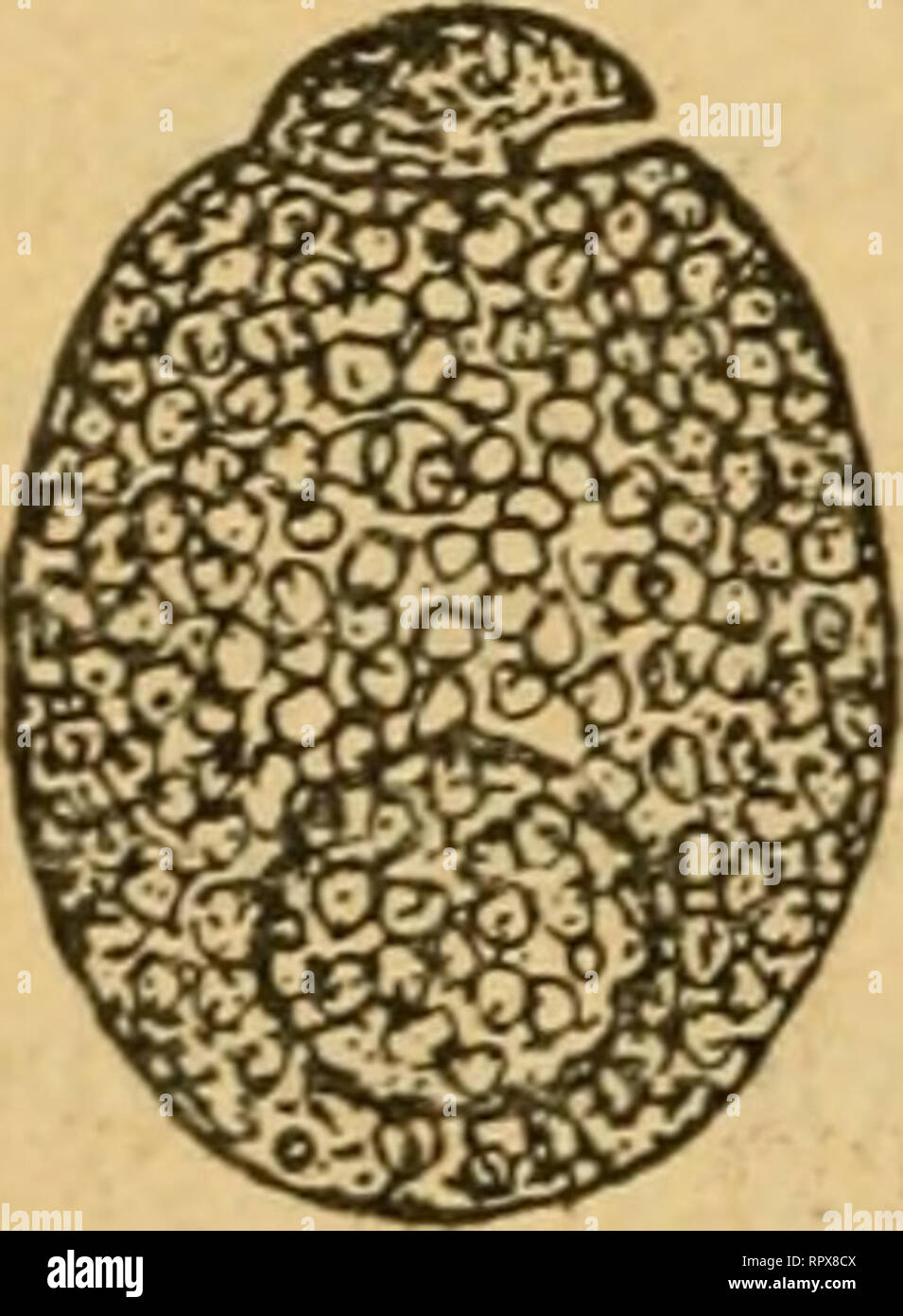 . Algen I. (Schizophyceen, Flagellaten, Peridineen). Algae -- Germany. — 616 — b) Zellen länglich oder verkehrt eiförmig: la. do. var. Steinli. B. Chromatophoren kugelig, dicht gedrängt: 2. A. OVOideum. n. Zellen fast kugelig, apikaler Teil deckelartig: 3. A. lacustre. 1. A. operculatum Clap. etLachm. L c. Taf. XX, Fig. 9—10; Kent, Manual II, Taf. XXV, Fig. 45—26. Zellen bis 50 ^ lang, eiförmig, hinten breit abgerundet. Chromatophoren bandföimig, von einem zentralen Stärkeherd radial ausstrahlend, braun. In salzhaltigem Wasser, Var. Steinil Lemm, nob.; A. operculatum Stein Organismus III, 2, T Stock Photo