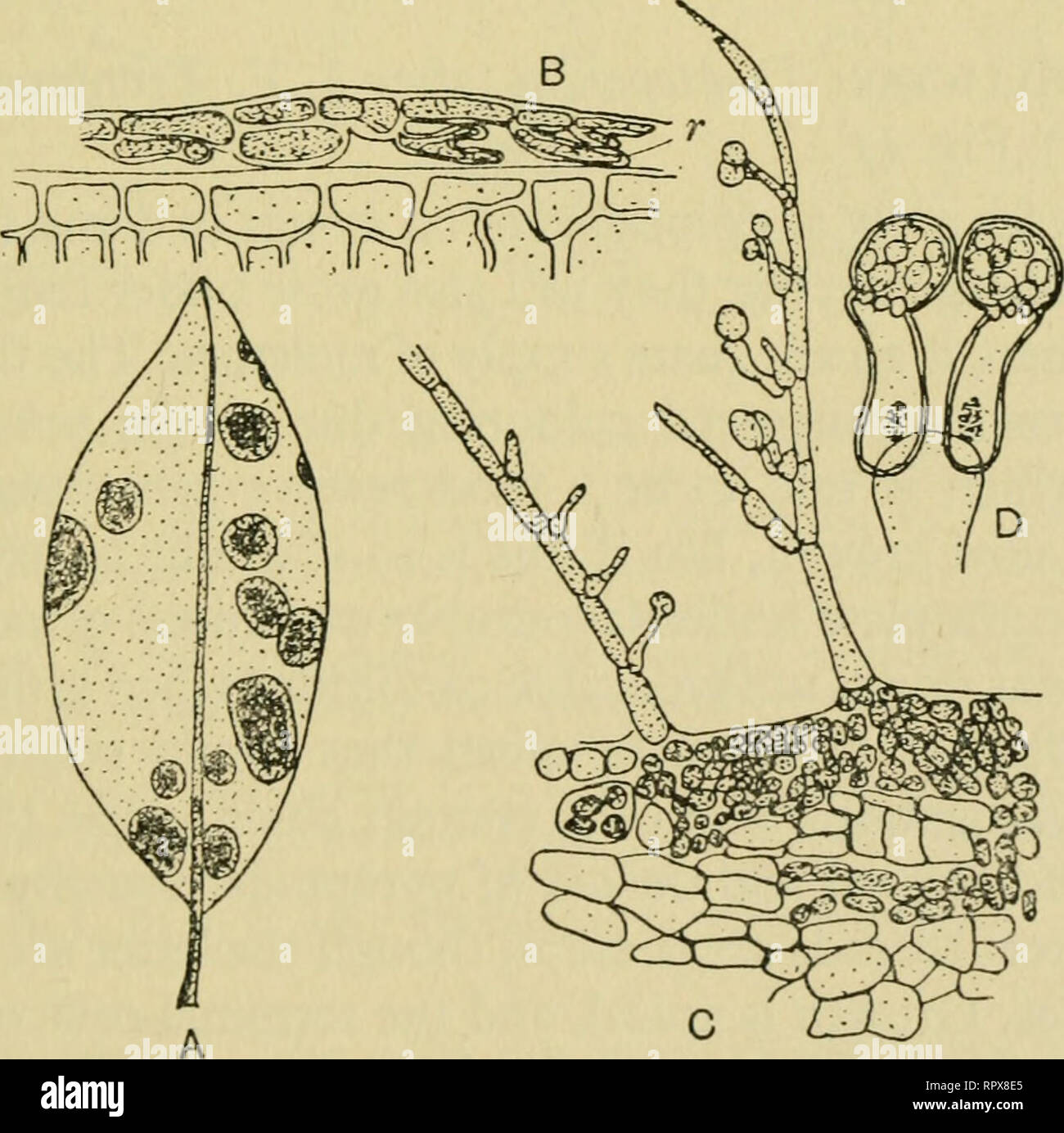 . The algae. Algae. The cells, which are globose in shape and occasionally branched, are single, or else as many as four may be united into a group. Under certain cultural conditions branching may be copious. Each cell contains one chloroplast and there are no pyrenoids. The sole method of reproduction is through vegetative division in three planes when one may find up to fifty cells in a group. There is probably only one species, P. naegelii, all the other so-called species being reduced or modi- fied forms of other algae. The resistance of the cells to desiccation is aided by a highly concen Stock Photo