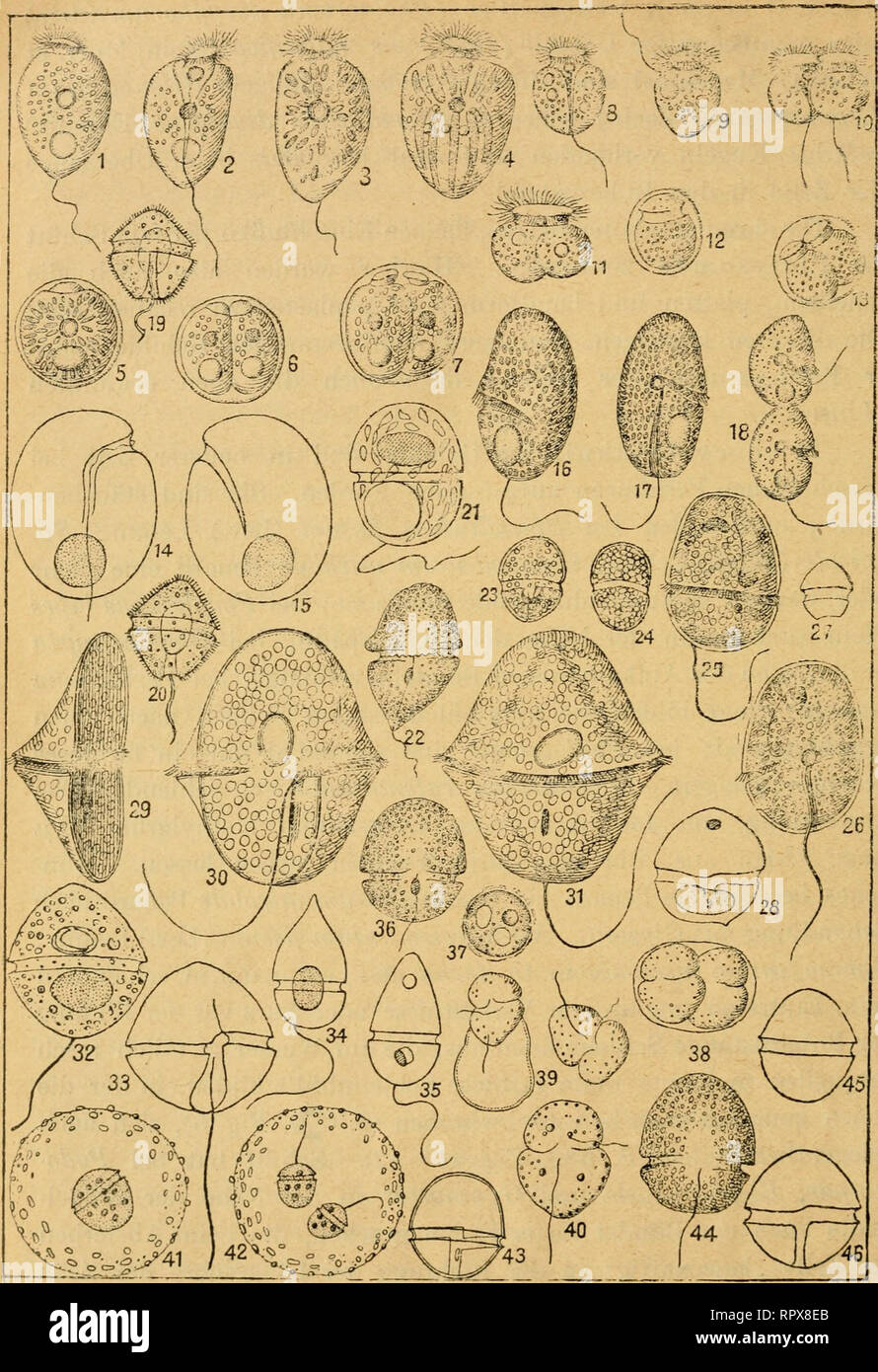 . Algen I. (Schizophyceen, Flagellaten, Peridineen). Algae -- Germany. 580 —. Fig. 1—7. AnipMäinium operculatum. 8—13. A. lacusfre. 14—15. Hemidinium oehraceum. 16 bis 18. H. tiasutum. 19—20. Glenodinium uberrimum. 21. Gl. Lemmermanni. 22. Ol. eomifax. 23—24. Ol. cinctum. 25—26. Gl. Steinii. 27—28. Gl. armatum. 29—31. Gl. foliaceum. 32—33. Ol. gymnodinium. 34—35. Gl. apiculatum. 36. Gl. neglectum. 37—40. Gfl. Dangeardii. 41—43, Gl. Berghii. 44. Gl uliginomm. 45—46. Ol. pulviseulus.. Please note that these images are extracted from scanned page images that may have been digitally enhanced for r Stock Photo