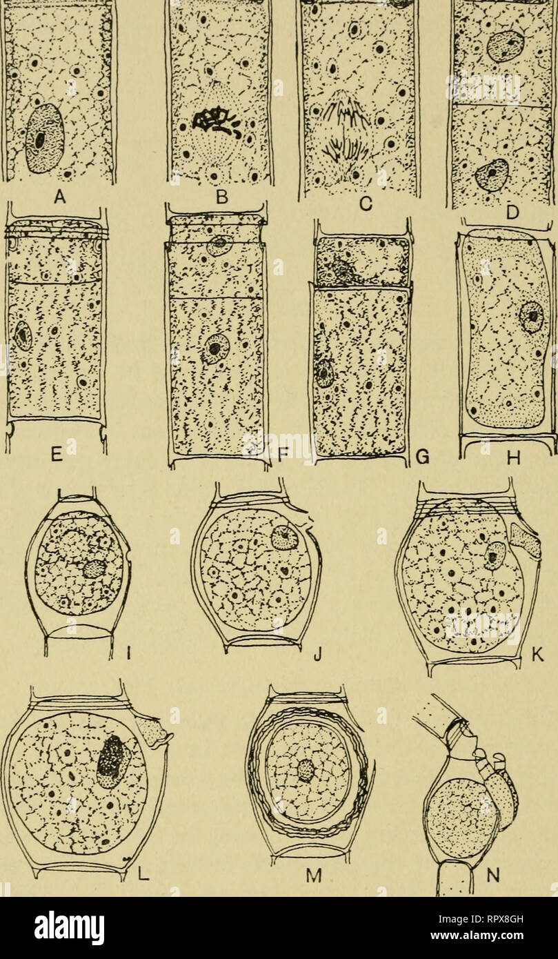 The Algae Algae A F Iv5n3 Of Quot T N R S Y V Gt Gt F 1 Gt Gt