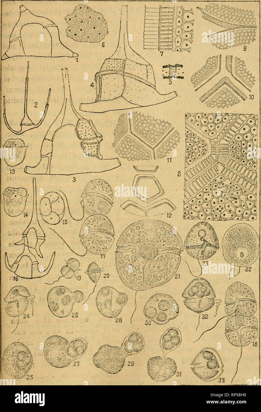 . Algen I. (Schizophyceen, Flagellaten, Peridineen). Algae -- Germany. 565. hJiiJ&gt; Fig. 1. Ceratium äiväricatum. 2. C. Ostenfeldii. 3—4. C. arcuatum. 5. C. protuberans 6. Dino- physis rotuHdata. 1—8. Feridinium divergens. 9—11. P. ovatum. 12. Goniodoma acuminatum. 13—15. Gymnodinium musei, 16. Ceratium tripos forma. 17—18. Gymnodinium rufescens. 19—20. G. varians. 21. G. tenuissimum. 22. G. paradoxum. 23. G. vorticella. 24—31. SptVo- dinium hyalinum. 32—33. Glenodinium edax.. Please note that these images are extracted from scanned page images that may have been digitally enhanced for reada Stock Photo