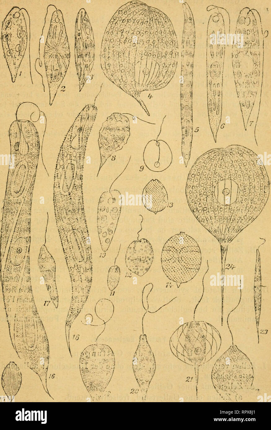 . Algen I. (Schizophyceen, Flagellaten, Peridineen). Algae -- Germany. ^ 488 — V. /.(,..;?•. mim Uli 1^ Fig. 1. Euglena flava. 2. J7m. viridis. 3. Sw. olivacea. 4. Päocms pZewronecie«. 5. .BugZeno deses. 6. Sm. ierricola. 7. J5«. proxima. 8. Phaeus pyrum. 9. Pfe. Stokesii. 10. Pfc. cZaraio. 11. Ph. parvula. 12. PÄ. irevicaudata. 13. Lepocinclis otmm yan. palatina. 14. do, var. jpitnciato- «frtato. 15. Zf. Steinii var. »uectco. 16. Euglena oxyuris. 17. JE7m. gracilis. 18. .EJu. spirogyra. 19. JSJm. sanguinea. 20. iepo&lt;n«c/ts 3farssonn. 21. Phaeus Nordstedtii. 22. Lepocinclis fusiformis. 23;  Stock Photo