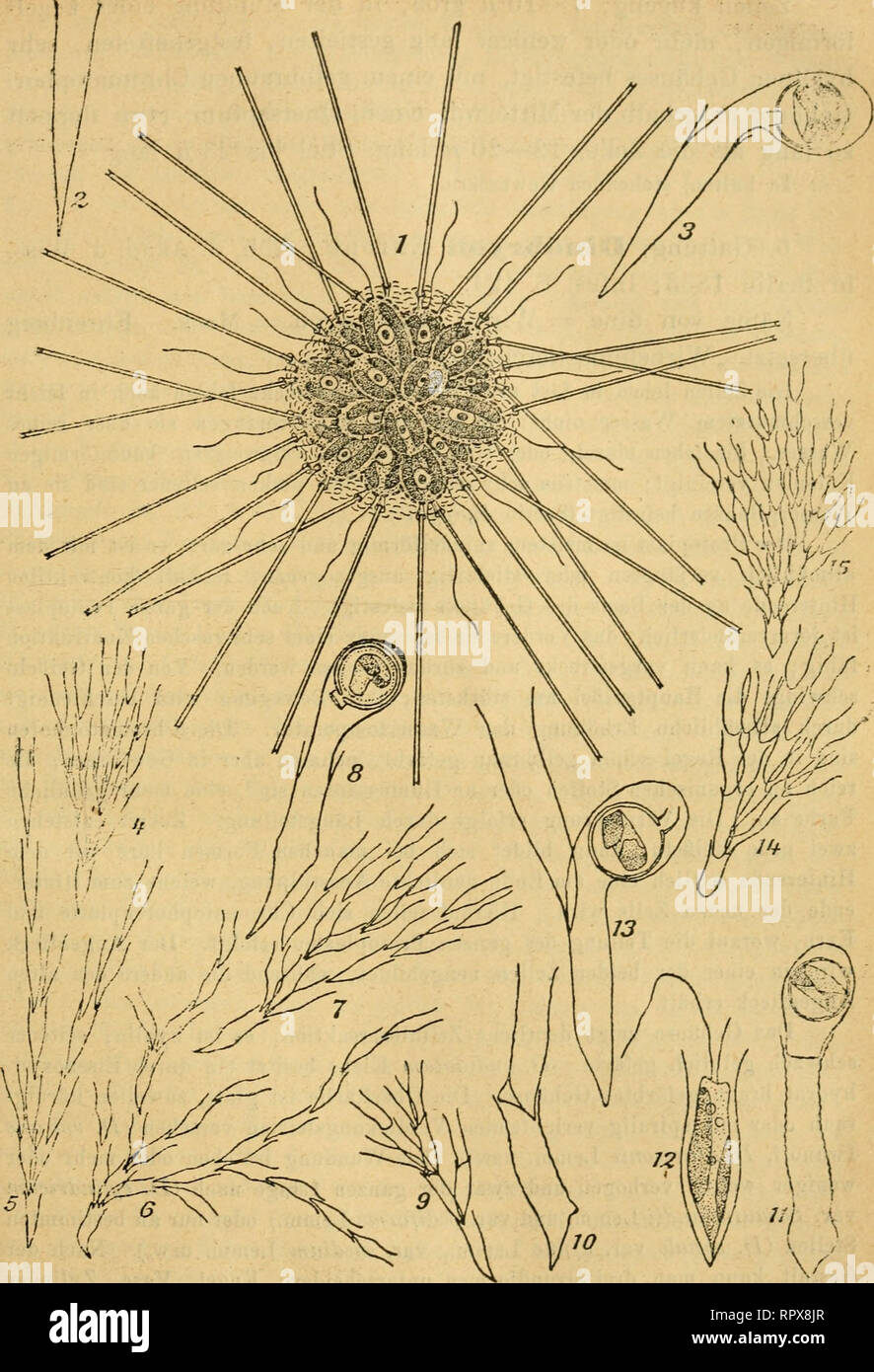 . Algen I. (Schizophyceen, Flagellaten, Peridineen). Algae -- Germany. - 451 -. Fig. 1. ChryaoipJuurella longispma. 2—5. Dinohryon sociale. 6—8. Z&gt;. eyUndrieum var. divergens^ 9—11. do. vsr. pediforme. 12. D. sertularia. 13. i&gt;. eyUndrieum v&amp;r. ^{«atieum. 14. i&gt;. jpro&lt;t4- ierans. 15. P. serfulan'a. 29*. Please note that these images are extracted from scanned page images that may have been digitally enhanced for readability - coloration and appearance of these illustrations may not perfectly resemble the original work.. Lemmermann, E. Leipzig, Gebrüder Borntraeger Stock Photo