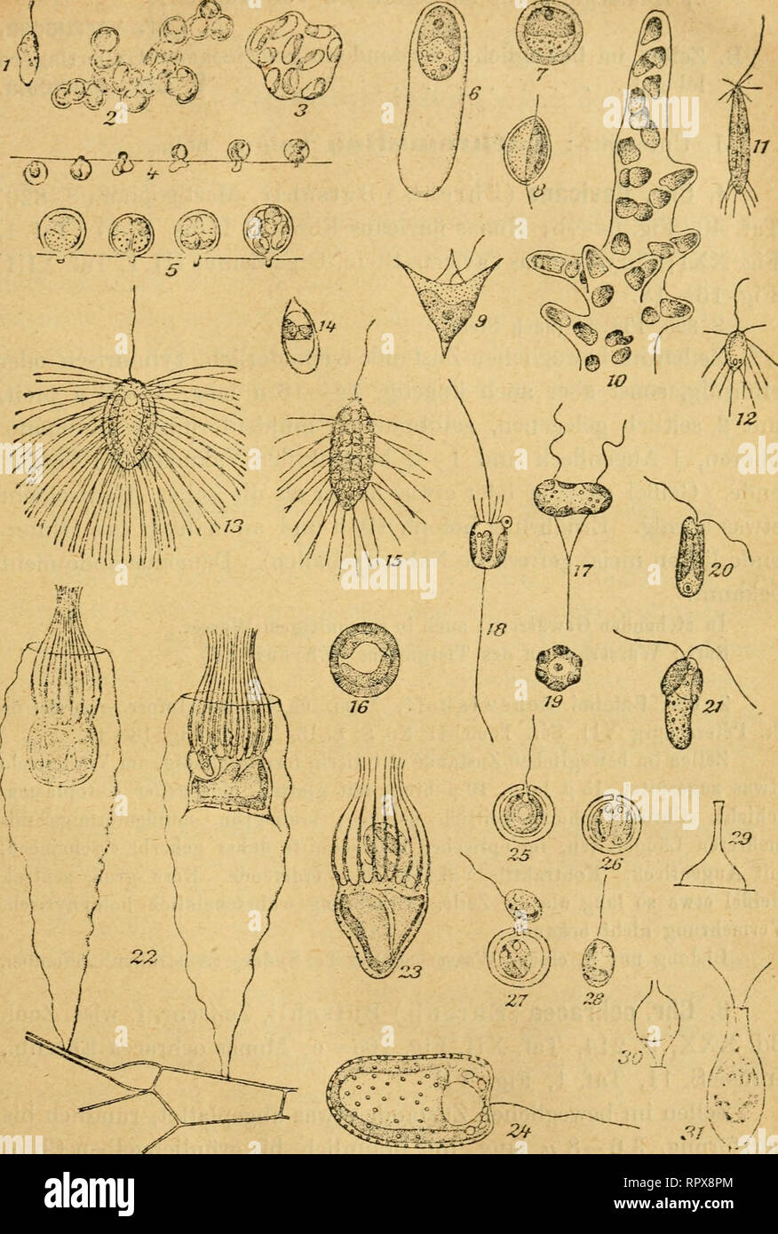 . Algen I. (Schizophyceen, Flagellaten, Peridineen). Algae -- Germany. 419 &amp;^W^' @^r^. Fig. 1—5. Chromulina Bosanoffii. 6—10. Hydrurus foetidus. 11. Mallomonas Utomesa. 12. M. Fresenii. 13. 3f. tonytse&lt;a. 14. M. ohlongispora. 15. If. e^egans. 16. M. producta 17—19. Pedt- neKa Äea;acos&lt;a&lt;a. 20—21. TTt/ssoiiifem hiciliata. 22—23. PoZatmeZJa cyrtophora. 24. MicrogUna punetifera. 25—28. Chrysococcus rufescens. 29. Berepyxis macrotrachela. 30. D. Stokesii. 31. D. ompAora. 27^. Please note that these images are extracted from scanned page images that may have been digitally enhanced f Stock Photo