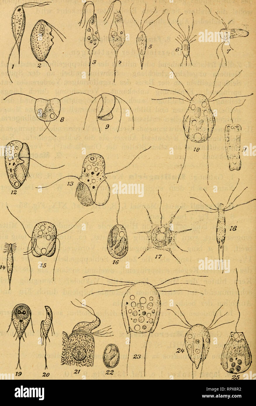 . Algen I. (Schizophyceen, Flagellaten, Peridineen). Algae -- Germany. — ?&gt;98 -^. Fig. 1. Triehomastix laeertae. 2. Trichomonas hominis. 3—i. Tr. dentieola. 5—6. Polymastie melolonthae. 7. Trigonomonas eompressa. 8—9. Gyromonas ambulans. 10. Hexamitus crasm*. 11. Chromulina flavieans. 12—13. Trepomonas agilis. 14, Spironema multiciliatum. 15. Trepo- mona« rotans. 16—17. Chrysamoeba radians. 18. ZJropÄayw« anjyu««u». 19—22. Megastoma enterieum. 23. Hexamitus inflatus. 24. JäT. fissus. 25. Chromulina verrucosa.. Please note that these images are extracted from scanned page images that may hav Stock Photo