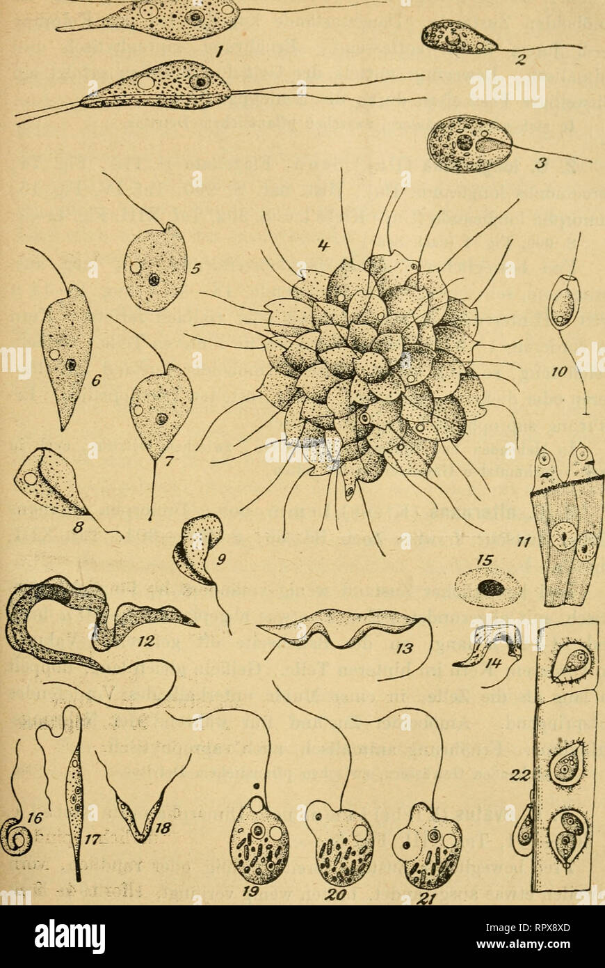 . Algen I. (Schizophyceen, Flagellaten, Peridineen). Algae -- Germany. — 317 —. ^g. X^ ^ri^&amp;odo. longieauda. 2—3. Thylacomonas eompressa. 4—7. Oicowonas sociaUs. 8—9. PAjflJofnona« eontorißt., 10. Codonoeca inclinata. 11. Xrep^ontonas carwpanulato. 12. Try^ ^ panosomayranuTöÄum. 13-^15. Trypanoplasma eyprini. 16—18. Leptomonas muscae-domesticae. 19—21. Oicomonas termo. 20. Plaiytheca mieropora.. Please note that these images are extracted from scanned page images that may have been digitally enhanced for readability - coloration and appearance of these illustrations may not perfectly resem Stock Photo