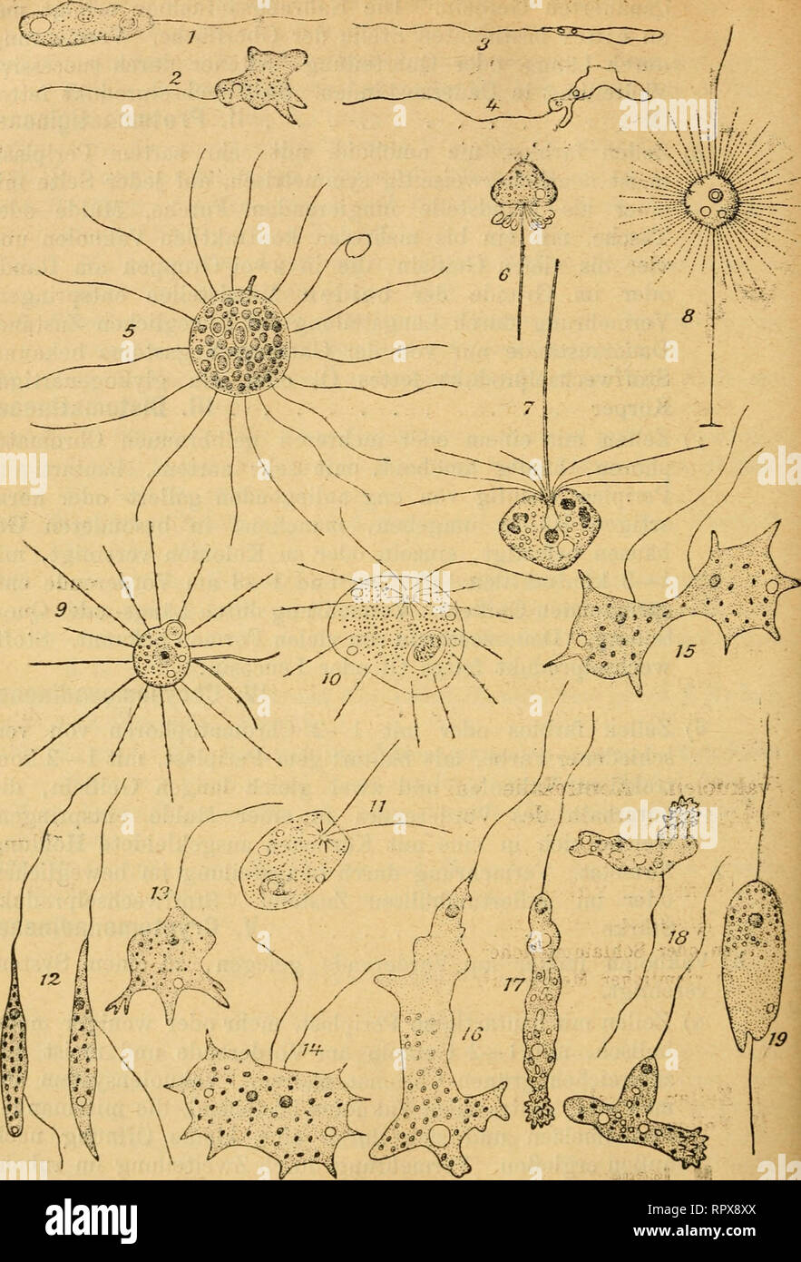 . Algen I. (Schizophyceen, Flagellaten, Peridineen). Algae -- Germany. SD6 —. Fig. 1—2. Maatigamoeba invertens. 3—4. M. longifilum. 5. MulHciUa laeusiris. 6—7. Pteri- domonas pulex. 8. Actinomonaa mirabilia. 9—11. Dimorpha mutant &quot; 12—15.&quot;&quot; Cereo^odo agüis. 16. Mastigamoeba radicula. 17—18. M. polyvacuolata. 19. Cercohodo sttnpiKB.. Please note that these images are extracted from scanned page images that may have been digitally enhanced for readability - coloration and appearance of these illustrations may not perfectly resemble the original work.. Lemmermann, E. Leipzig, Gebrü Stock Photo