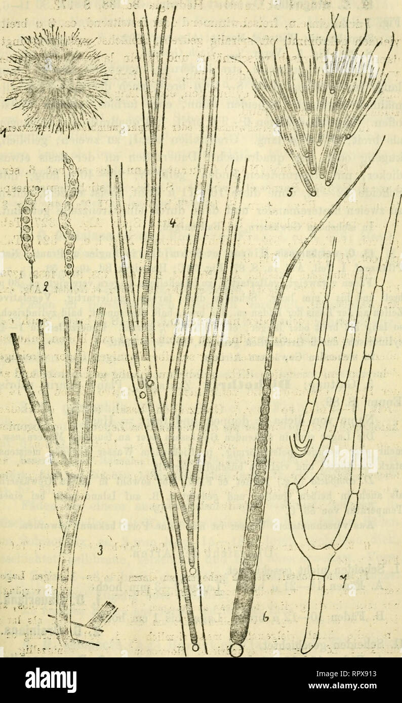 . Algen I. (Schizophyceen, Flagellaten, Peridineen). Algae -- Germany. — 245 — 1 &gt;&lt;?. Fig. 1. Bimlaria eehinulata. 2. Hammatoiäea Normannü. 3. Camptothrix repens. i. Diehothrix Baueriana. 5. Bivularia Bialosetticaia.  6. B, «chinulata, 1. Loefgrenia anomaUt.. Please note that these images are extracted from scanned page images that may have been digitally enhanced for readability - coloration and appearance of these illustrations may not perfectly resemble the original work.. Lemmermann, E. Leipzig, Gebrüder Borntraeger Stock Photo