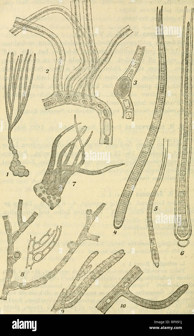 Algen I Schizophyceen Flagellaten Peridineen Algae Germany 228 F Fig 1 Am Ghiihrix Janthina 2 Fischerella Arnbigua 3 F Major 4 Homoeothrix Endophytiea 5 Caloihrix Stagnalis 6 C Braiwitt