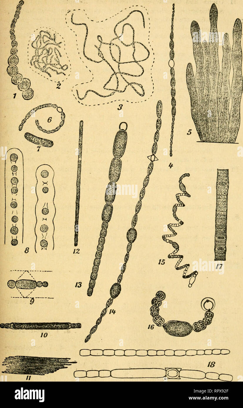 . Algen I. (Schizophyceen, Flagellaten, Peridineen). Algae -- Germany. — 159 —. Fig. 1. Isoeystis messanensis. 2. Nostöb Linökia. 3. N. '^arneunu 4.—5. Wollea saccata. 6-—7. Anabaena eireinalis. 8.—9. A. affinis var. holsatiea. 10.—12. Aphanizomenon flos-aquae. 13. Cylindrospermum marchieum. 14. Anabaena elliptibä. 15.—16. A. spiroides var. crassa. 17. Nodularia spumigena. 18. Anabaena cylindrica.. Please note that these images are extracted from scanned page images that may have been digitally enhanced for readability - coloration and appearance of these illustrations may not perfectly resemb Stock Photo