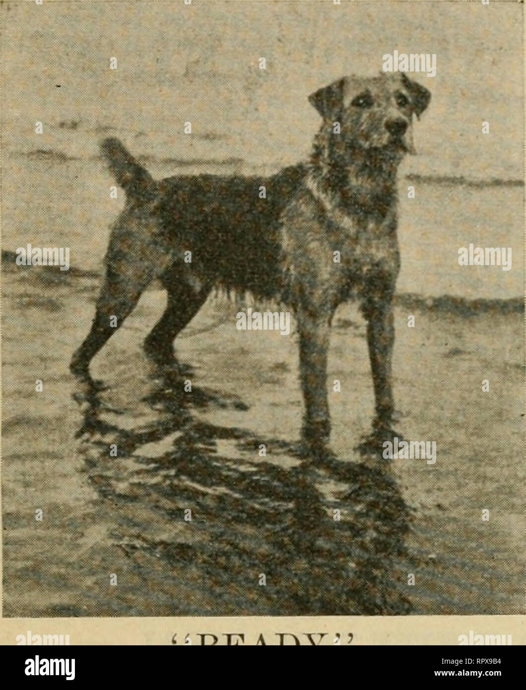 Airedale hotsell terrier books
