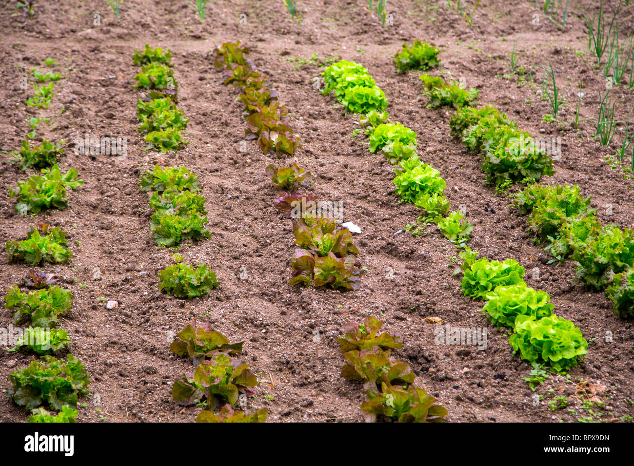 Lettuce growing in a garden in SouthWest France Stock Photo Alamy