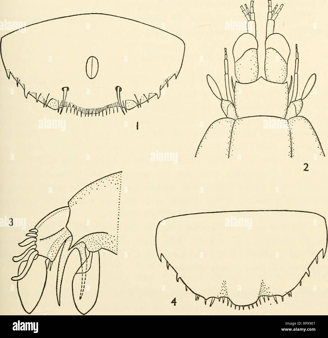 . Allan Hancock Atlantic expedition. Scientific expeditions -- Atlantic Ocean. NO. 9 manning: ATLANTIC STOMATOPOD CRUSTACEA 37. Plate 9. Lysiosquilla antillensis, new species Fig. 1. Female holotype, A24-39, Cubagua Island, Venezuela, ventral view of telson, xl6.7. Fig. 2. Same, anterior portion of body, xlO.8. Fig. 3. Same, left uropod, xl6.7. Fig. 4. Same, dorsal view of telson, xl6.7.. Please note that these images are extracted from scanned page images that may have been digitally enhanced for readability - coloration and appearance of these illustrations may not perfectly resemble the ori Stock Photo
