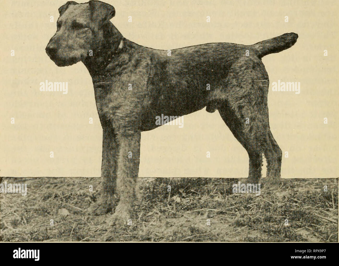Midland counties best sale airedale terrier club