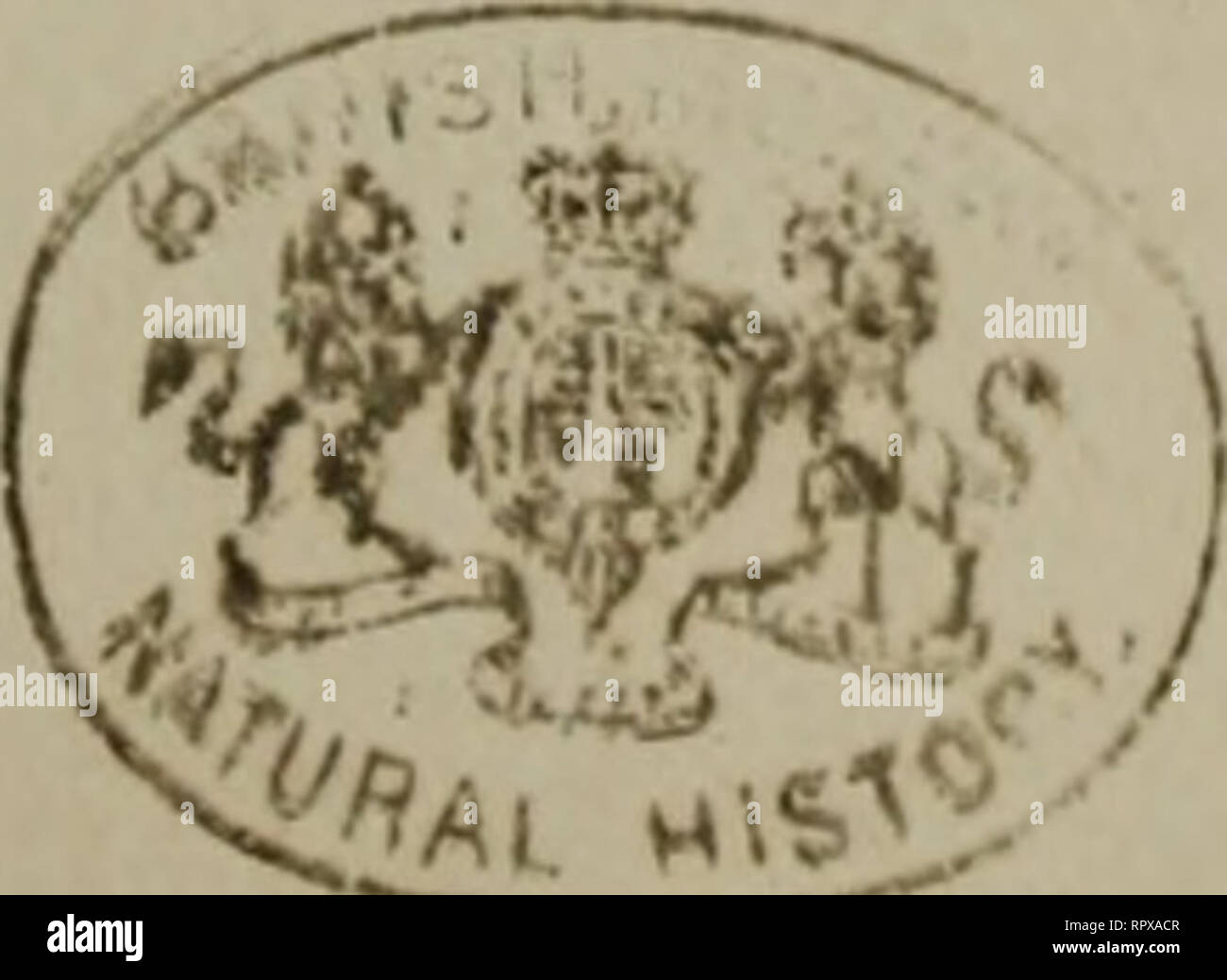 George Rumphius Nederlanders High Resolution Stock Photography and Images - Alamy