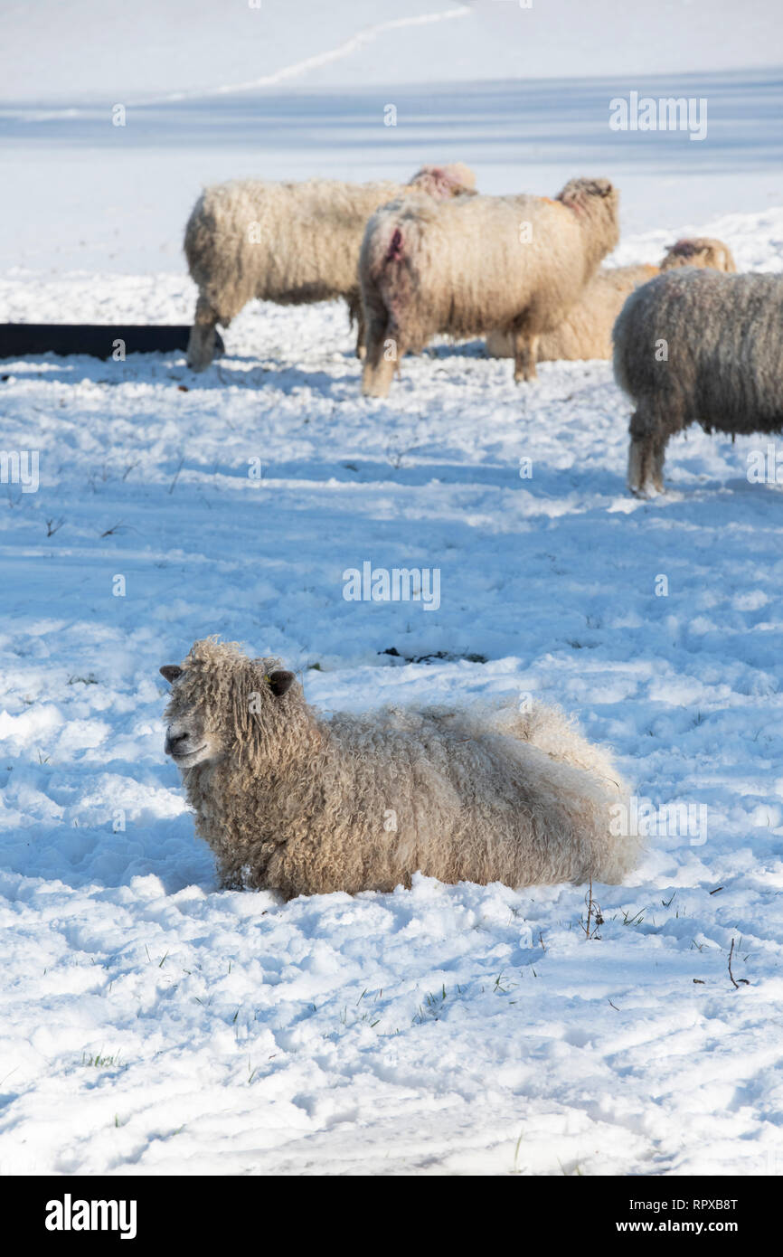 Cotswold Lion sheep covered and sat in the snow in winter in the cotswold countryside. Upper Slaughter, Cotswolds, Gloucestershire, England Stock Photo