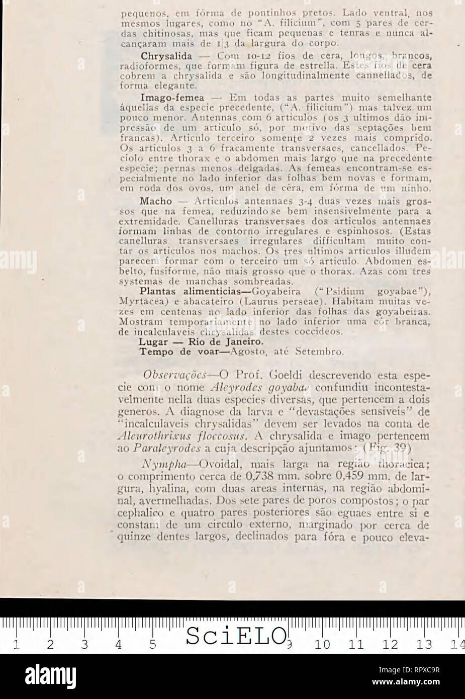 . Aleyrodideos do Brasil: catalogo descriptivo dos hemipteros-homopteros da familia dos aleyrodideos, insectos parasitas das plantas, encontrados no Brasil. -95-. Please note that these images are extracted from scanned page images that may have been digitally enhanced for readability - coloration and appearance of these illustrations may not perfectly resemble the original work.. Bondar, Gregório Gregorievitch. BR Imprensa Official do Estado Stock Photo