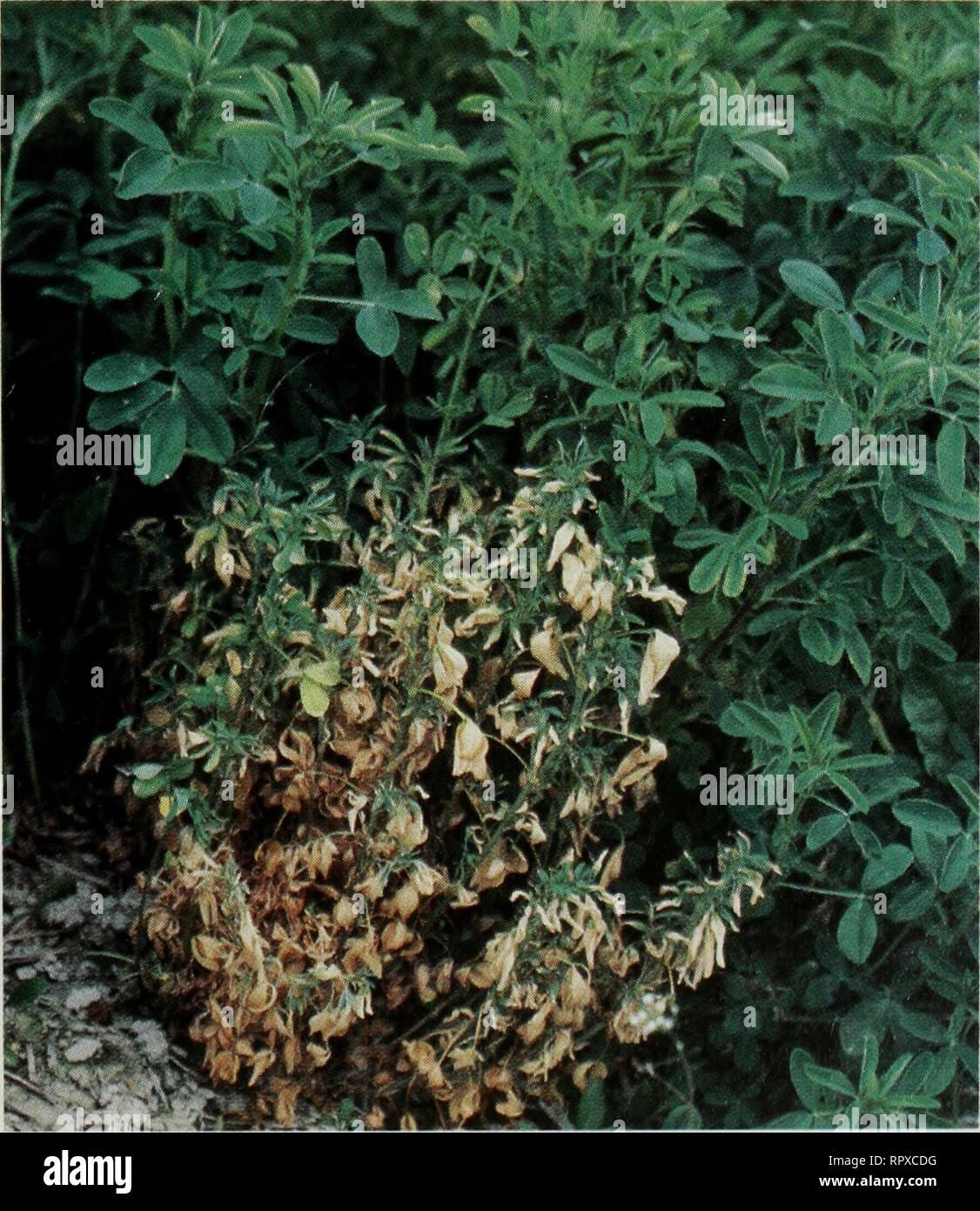 Alfalfa production and management in Atlantic Canada. Alfalfa; Luzerne;  Luzerne; Luzerne; Luzerne. Figure 8 Common leaf spot.. Figure 9  Verticillium wilt-stunted plant with wilted brown leaves and green-colored  stems (courtesy H.C.