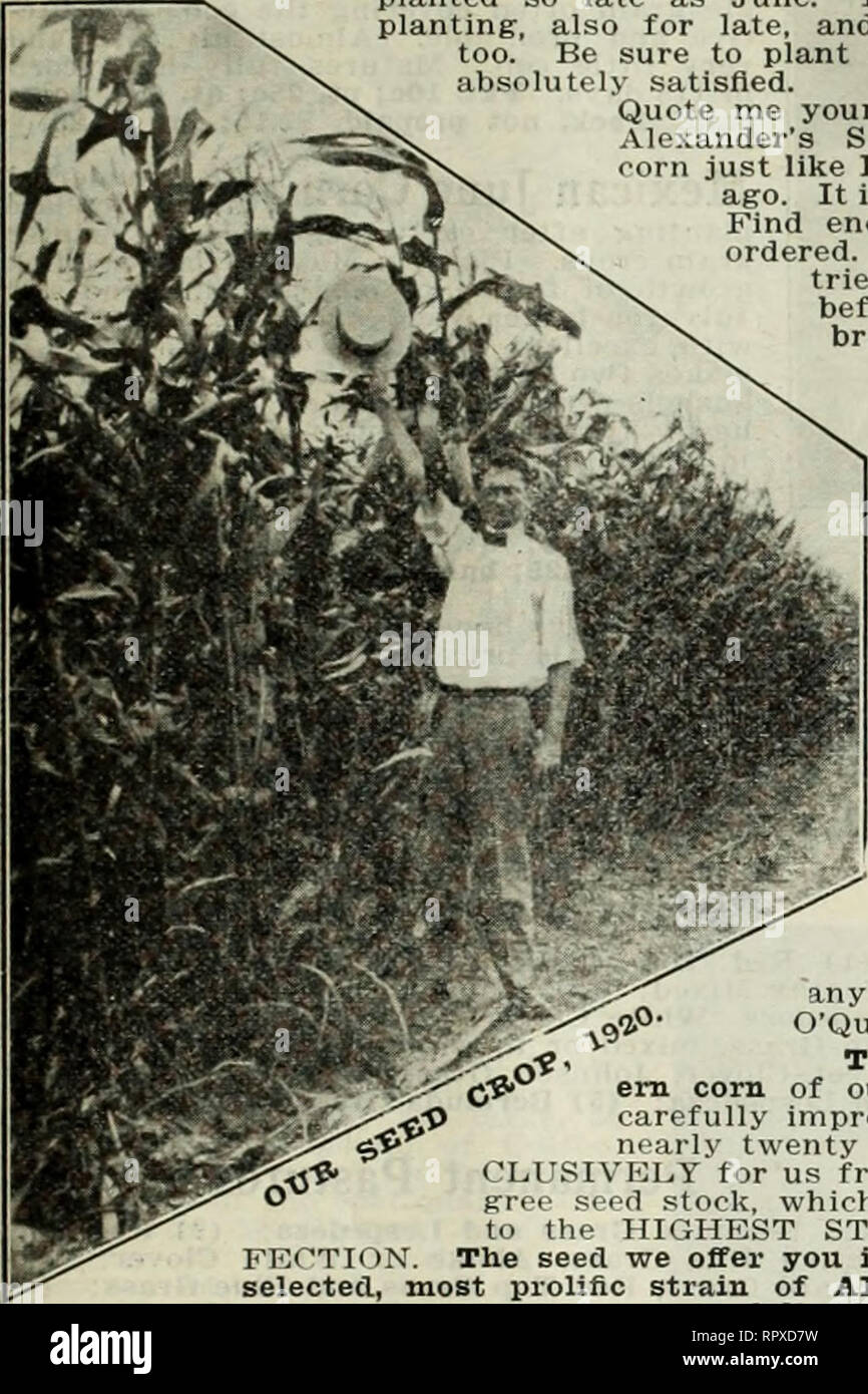 Alexander S Garden And Field Seed Catalogue Alexander Seed Company Augusta Oa 29 Alexander S Six Ear Most Prolific Of All Varieties What Our Customers Say Year After Year About Alexander S Six Ear Corn