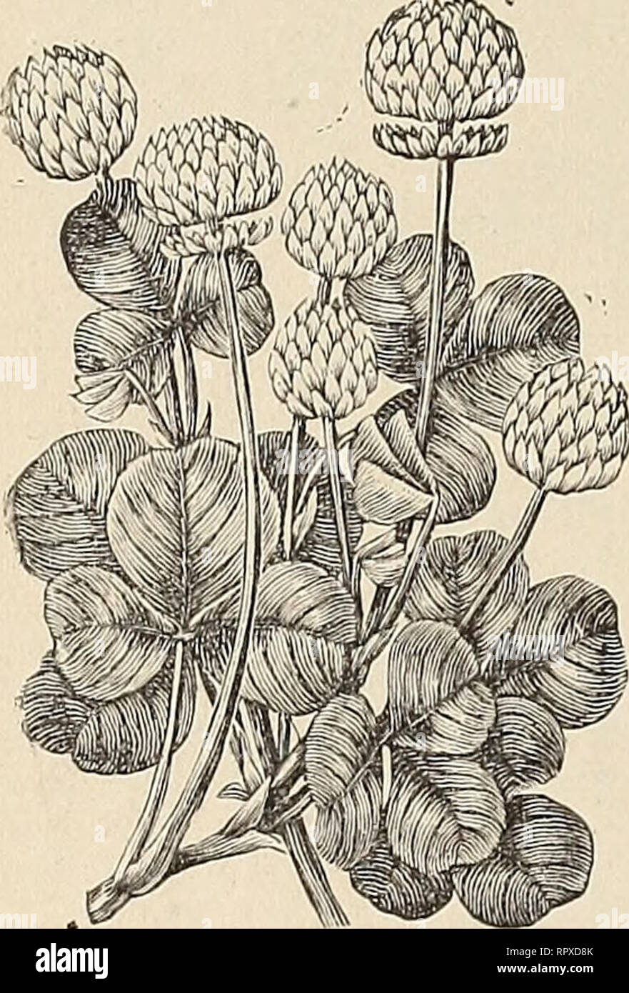 . Alexander Drug and Seed Co.'s annual descriptive and Illustrated catalogue. 28 ALEXANDER DRUG & SEED CO., GRASSES. Description of Varieties—Suggestions as to Preparation of Land, Selection and Sowing of Seed, &c. SMALL QUANTITIES FOR TRIAL Can be sent with safety by mail. We have given price and quality sent in this way.. fN FURNISHING these suggestions on Grass Culture, we have been guided by our own experience covering many years of active association with the subject; by the practical experience of many prominent farmers whose testimony we value; by the reports of tests made at ma Stock Photo