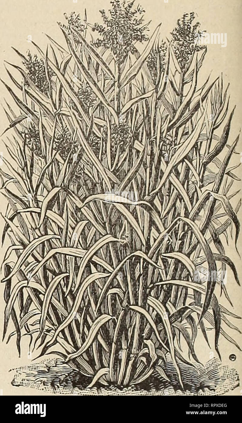 . Alexander Drug and Seed Co.'s annual descriptive and Illustrated catalogue. ALEXANDER DRUG & SEED CO. promises well, and may become of permanent value. It is a leguminous phntand a perennial grow in England and Germany, where it is highly thought of. It is claimed to be particularly well adapted to poor and sandy lands, which it much enriches; has a tremendous root growth, sometimes as deep as 30 feet; nutritive feeding value higher than the Govers. Heavy yielder in hay, top growth about 3 feet, which can be cut several times during season. If claims made for it are sustained, it will ce Stock Photo
