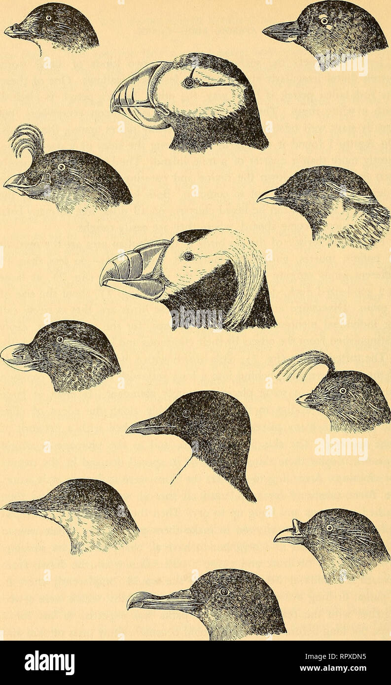 . The Aleutian islands: their people and natural history (with keys for the identification of the birds and plants). Aleuts; Natural history. Least auklet Crested auklet Paroquet auklet Marbled murrelet Fig. 7. Horned puffin Tufted puffin Pallas's murre Slender-billed shearwater AM-Ay' Cassin's auklet Ancient murrelet Whiskered auklet Rhinoceros auklet 46. Please note that these images are extracted from scanned page images that may have been digitally enhanced for readability - coloration and appearance of these illustrations may not perfectly resemble the original work.. Collins, Henry B. (H Stock Photo