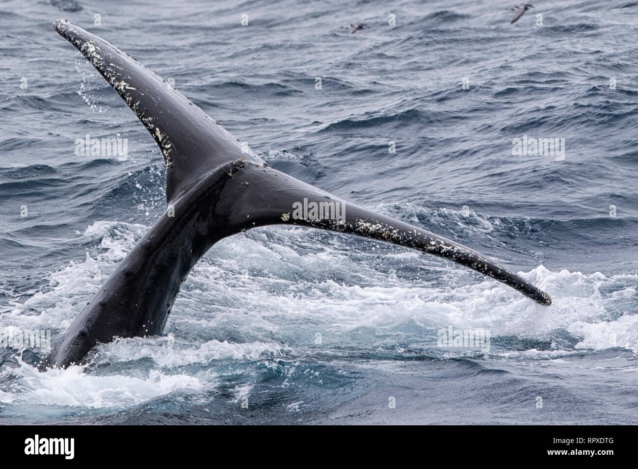 Humpback Whale adult, swimming near South Georgia, Antarctica, 4 January 2019 Stock Photo