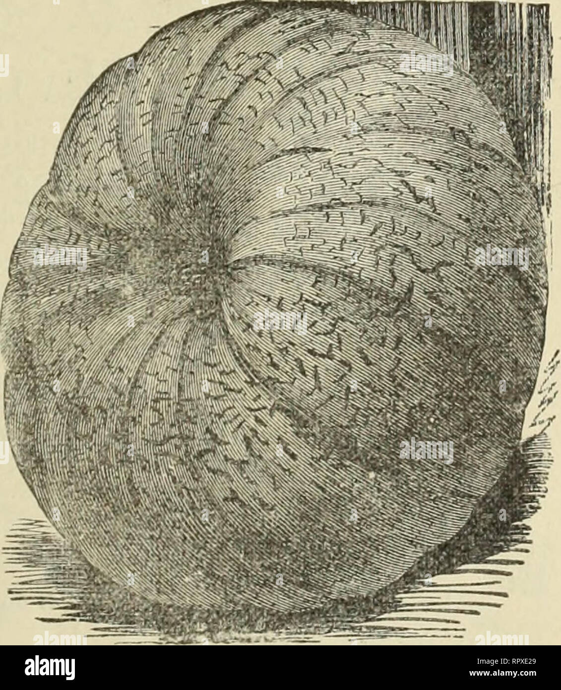 . Alexander Drug and Seed Co.'s annual descriptive and Illustrated catalogue. SEED POTATOES : ' ered have been grown for^ us from genuine stock especially lor seed. We claim from ibis careful selection increased yield, eaily maturity, healthy, vigorous growth, and offer the follow - ing varieties as being the best for this section. Prices on application. Early Rose—The leading variety here forearliness, quality and produci- iveness. Beauty of Hebron—Very rapid, vigorous grower, ripening eaily, very iroductive. Excellent for table Early Ohio - Deservedly one of the most popular ; very early ; c Stock Photo
