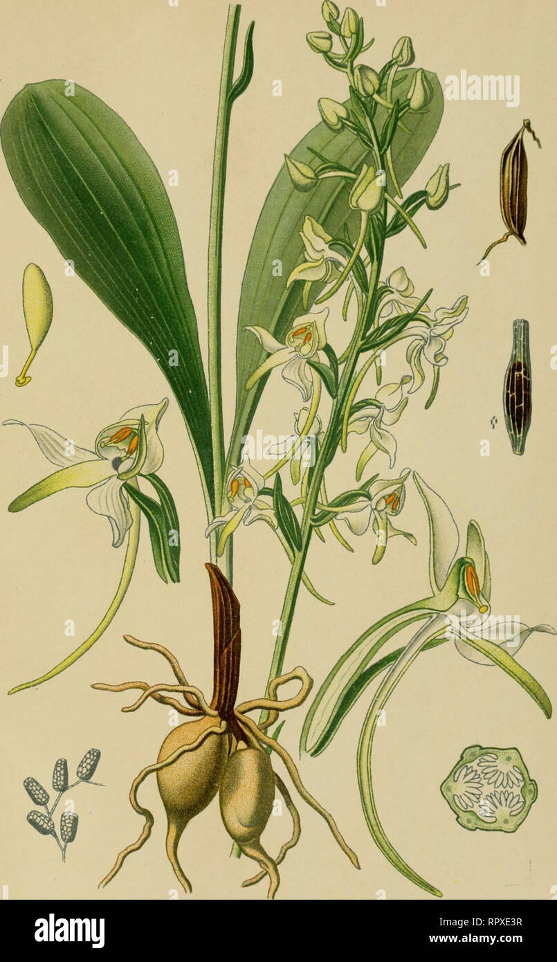 . Album des orchidées de l'Europe centrale et septentrionale. PI. LV. Platanthera bifolia, Reich. Orcliis papillon. Butterfly Orcfii.s. Zs-eihl(Htvige Kitrhuhshlunic. lîiiis, l;iillis et prés moiilii^iuMix ûo loiitc riùii'o[)C. Mai-juillel.. Please note that these images are extracted from scanned page images that may have been digitally enhanced for readability - coloration and appearance of these illustrations may not perfectly resemble the original work.. Correvon, Henry, 1854-1939. Genève, Librairie Georg Stock Photo