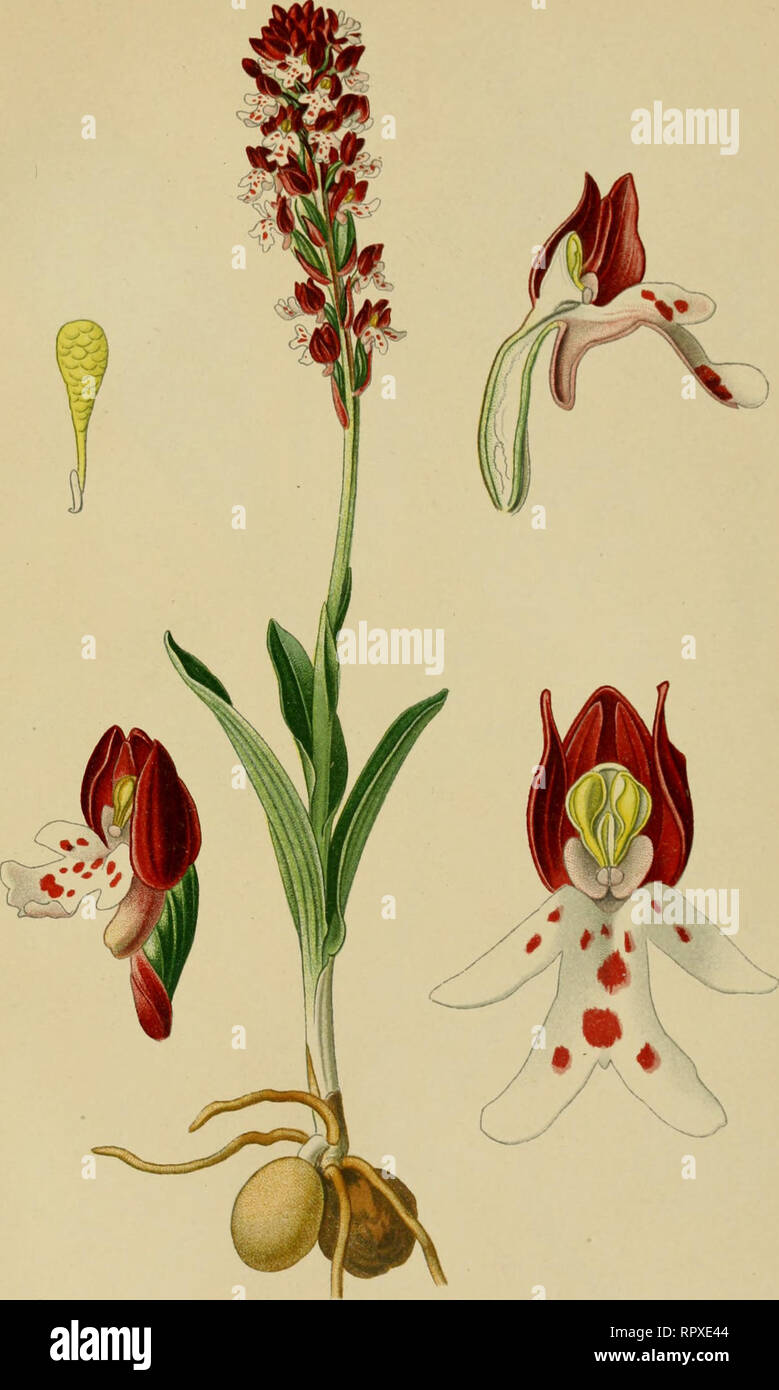 . Album des orchidées de l'Europe centrale et septentrionale. PI. LIV. Orchis ustulata, L. Oicliis liiâli' l)(irk H'iiii^fd Oirliif Kleiiihliiti^i's Kiiahcididiil. Pi'iilos sèches ol gii/.oiiiiés de l'I'^iiropr. M;»i-jniti.. Please note that these images are extracted from scanned page images that may have been digitally enhanced for readability - coloration and appearance of these illustrations may not perfectly resemble the original work.. Correvon, Henry, 1854-1939. Genève, Librairie Georg Stock Photo
