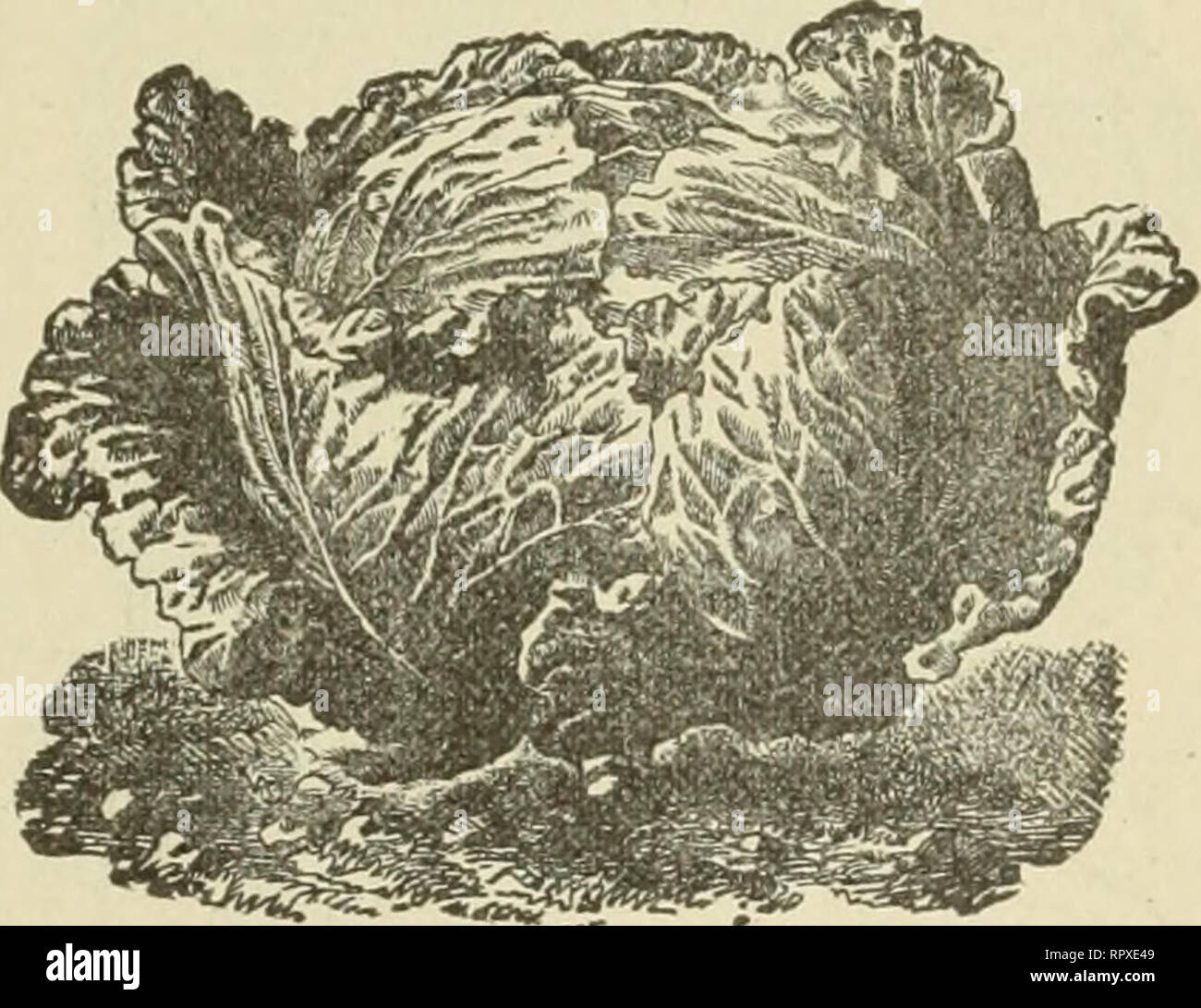 . Alexander Drug and Seed Co.'s annual descriptive and Illustrated catalogue. Cabbage 1 mE HAVE for years made a specialty of Fink Cabbage Seed, and VY/have abundant testimony from the most critical gardeners that for reliable heading quality none better can be obtained. Our sales of Cabbage Seed this Spring trebled those of last year. The seed sold by us is of American growth and the best strains, after year, of experience, thai we can procure. Those who p ant our seeds need not fear, there will I be no failure to make heads when properly cultivated. CULTURE The soil should be deep, rich and Stock Photo