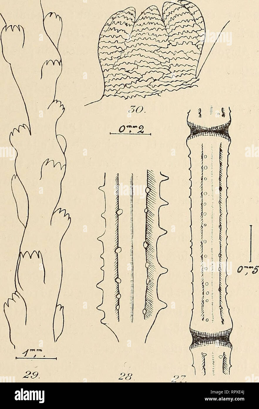 16cm High Resolution Stock Photography And Images Alamy