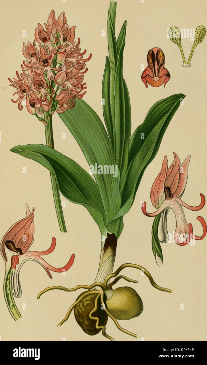 . Album des orchidées de l'Europe centrale et septentrionale. PI. LI. Orcliis siiifçe. Orchis Simia, Lam. Ajl'cii-KiuiliciikidKl. Muiiki'Y Orclti.s. Europe centrale et luéridioïKilc, siii- les collines calcaires la zone nionlagiiense. .M ai-jnin.. Please note that these images are extracted from scanned page images that may have been digitally enhanced for readability - coloration and appearance of these illustrations may not perfectly resemble the original work.. Correvon, Henry, 1854-1939. Genève, Librairie Georg Stock Photo