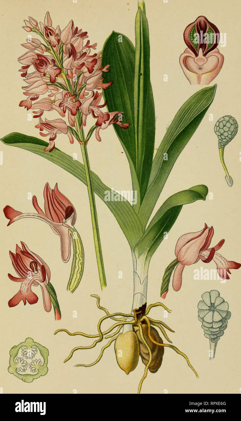 . Album des orchidées de l'Europe centrale et septentrionale. PI. XLV. On/lis III m loir, Orchis militaris, L. Heliii-Knahi'iikrnut. Prairies fraîches de l'iiurope. M ai-juin. Military Orc/iis.. Please note that these images are extracted from scanned page images that may have been digitally enhanced for readability - coloration and appearance of these illustrations may not perfectly resemble the original work.. Correvon, Henry, 1854-1939. Genève, Librairie Georg Stock Photo
